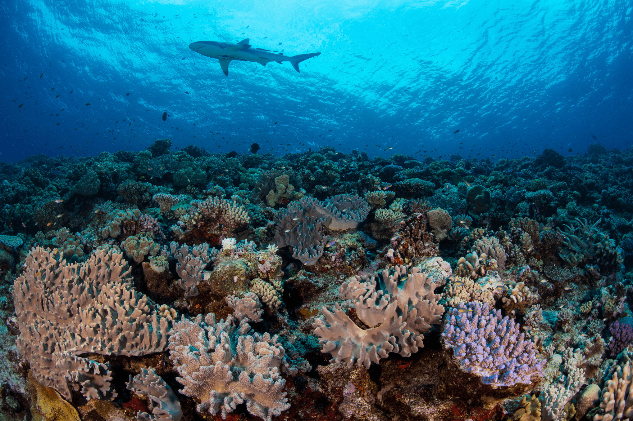 NGSPS2013NCAL_Enric Sala_NC1_8334.JPG