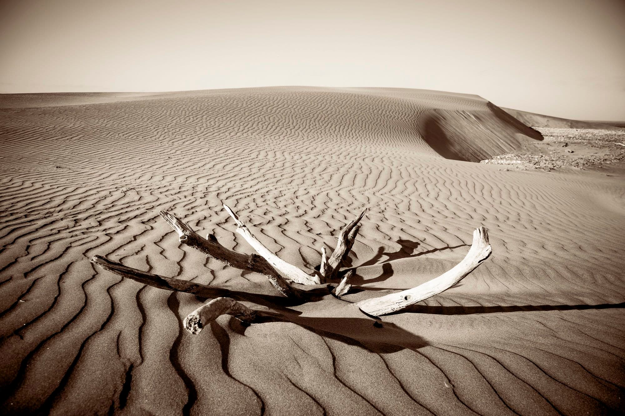 sand dunes and dead mangrove