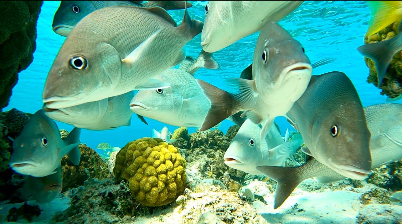 Sailor Choice Grunts.jpeg