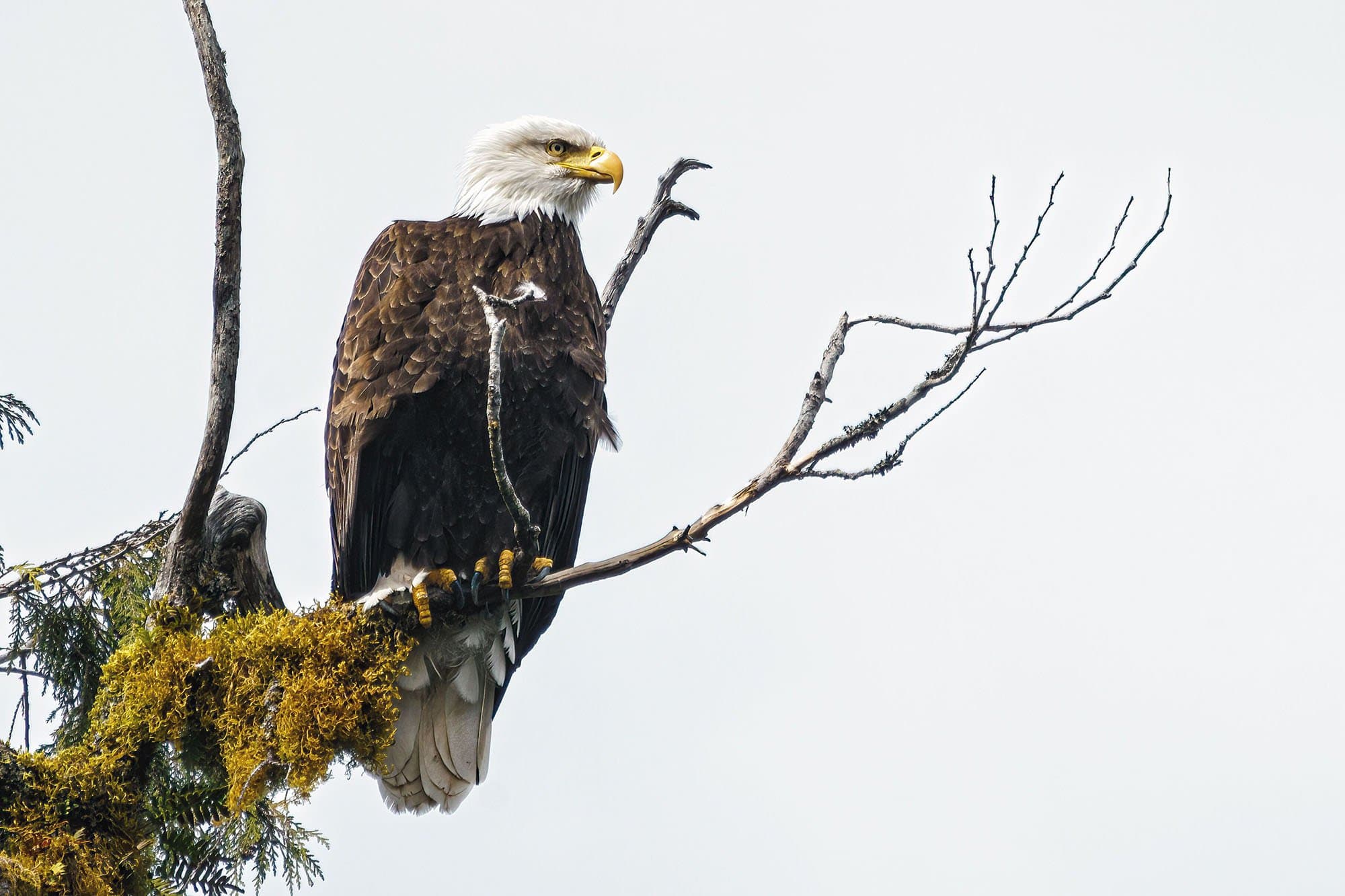 bald eagle