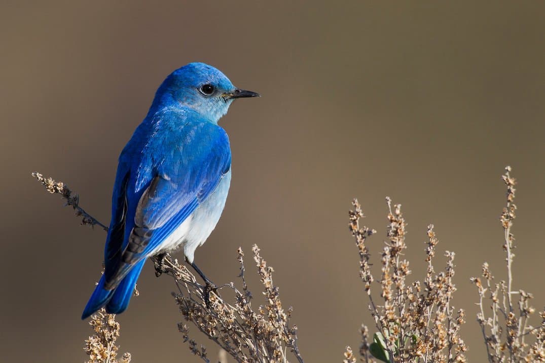 PNW Birds Mountain bluebird.jpg