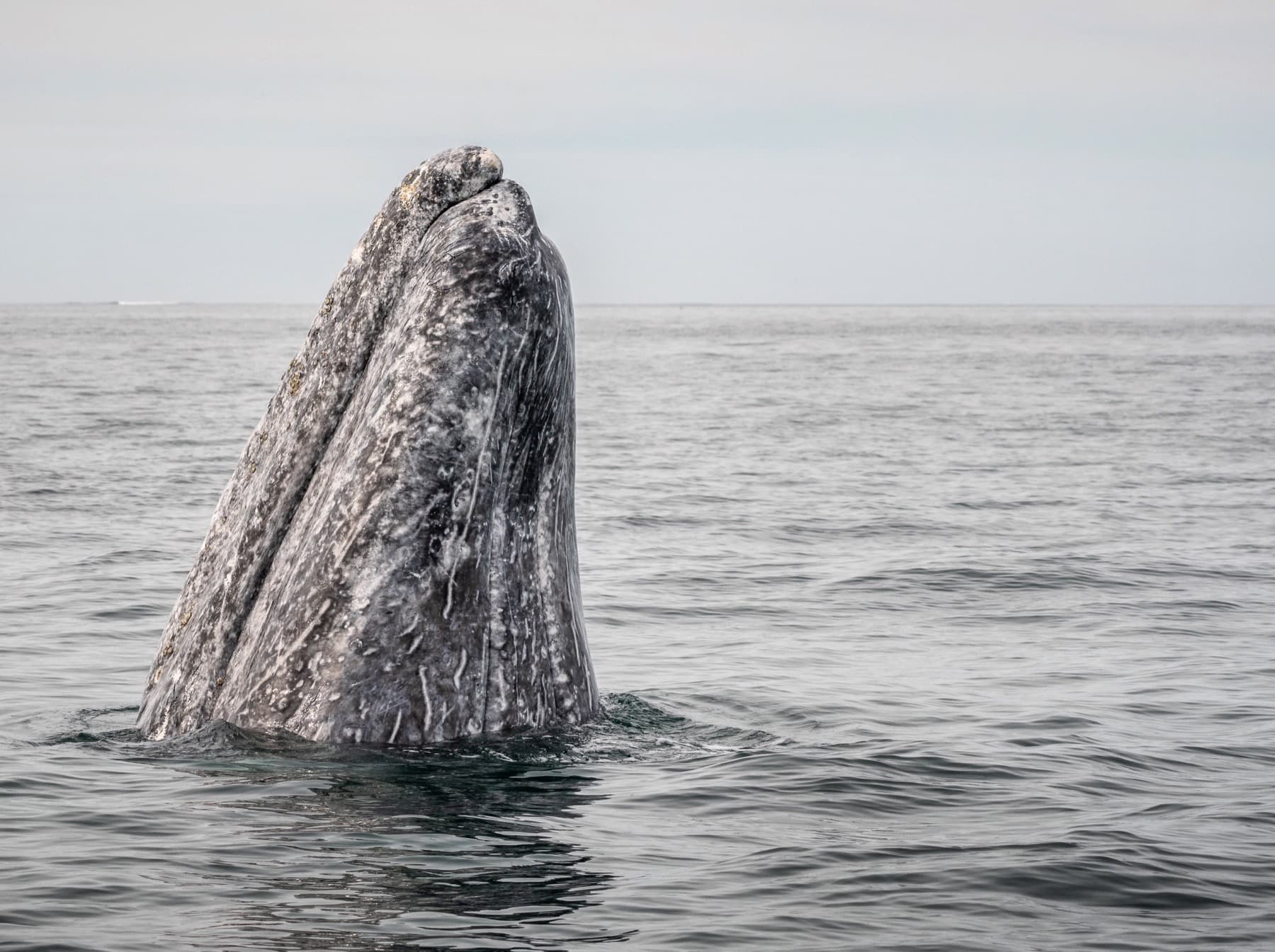 NKelley Whale Day Photo #2.jpeg