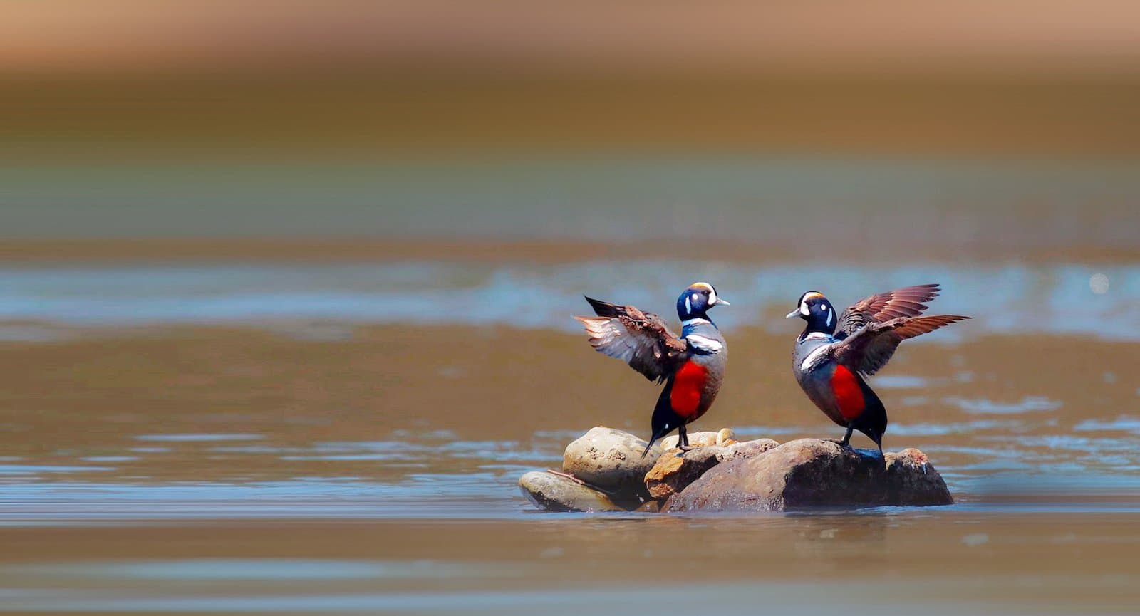 PNW Birds Harlequin Ducks.jpg