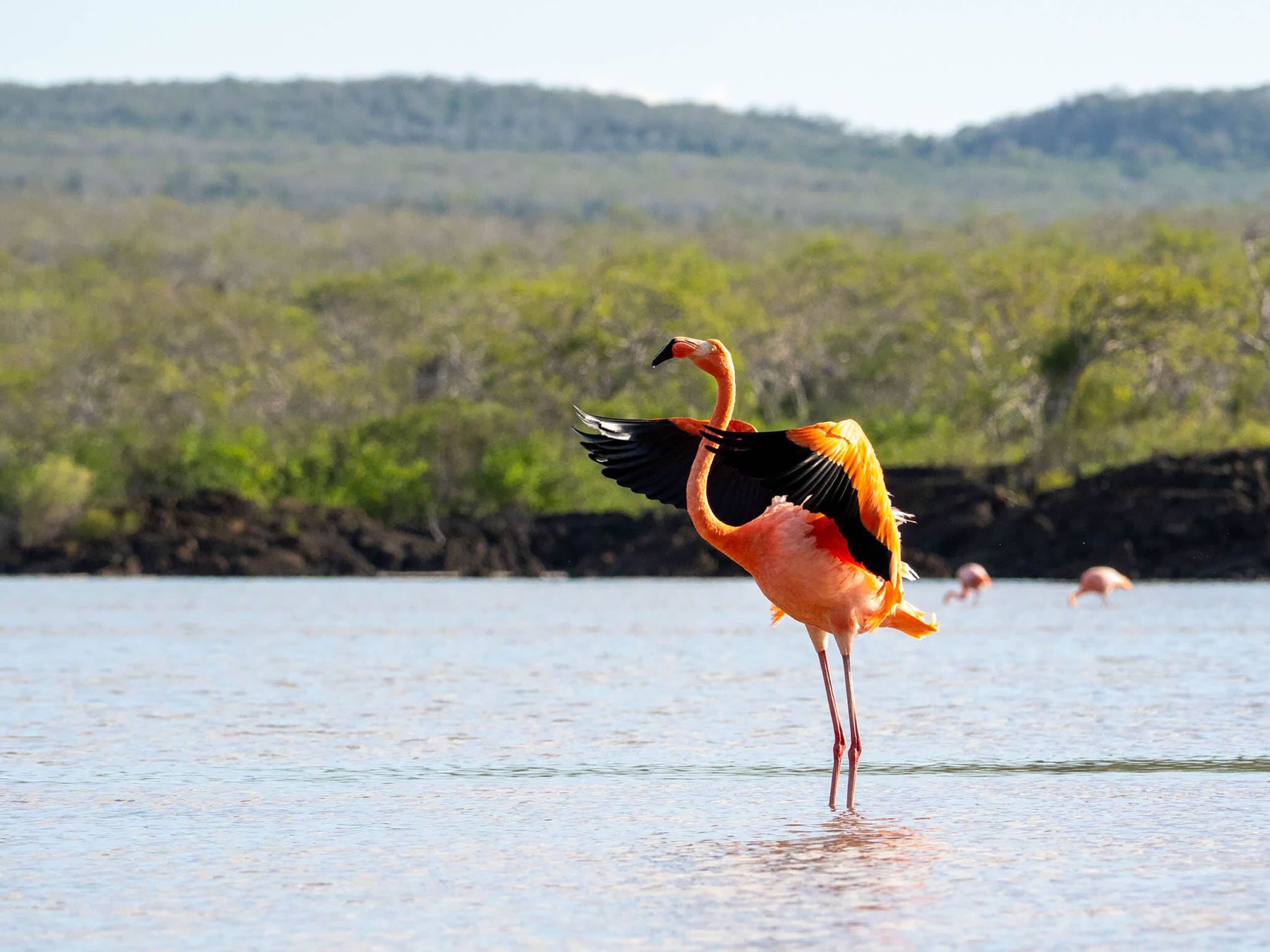 bright pink flamingo flapping its wings