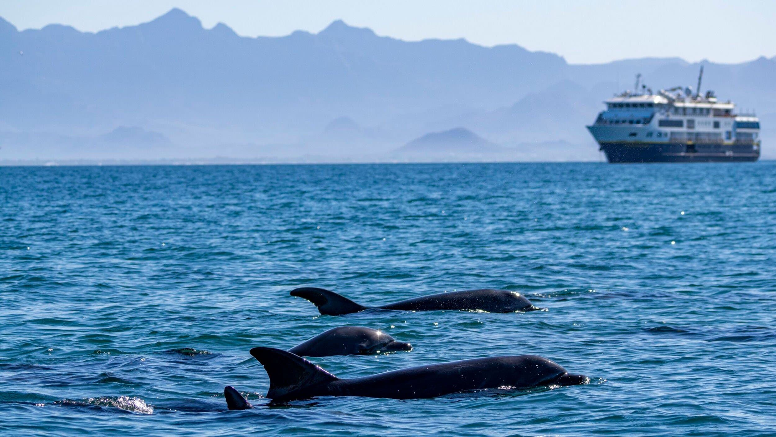 dolphins leaping out of the water with a ship in the background