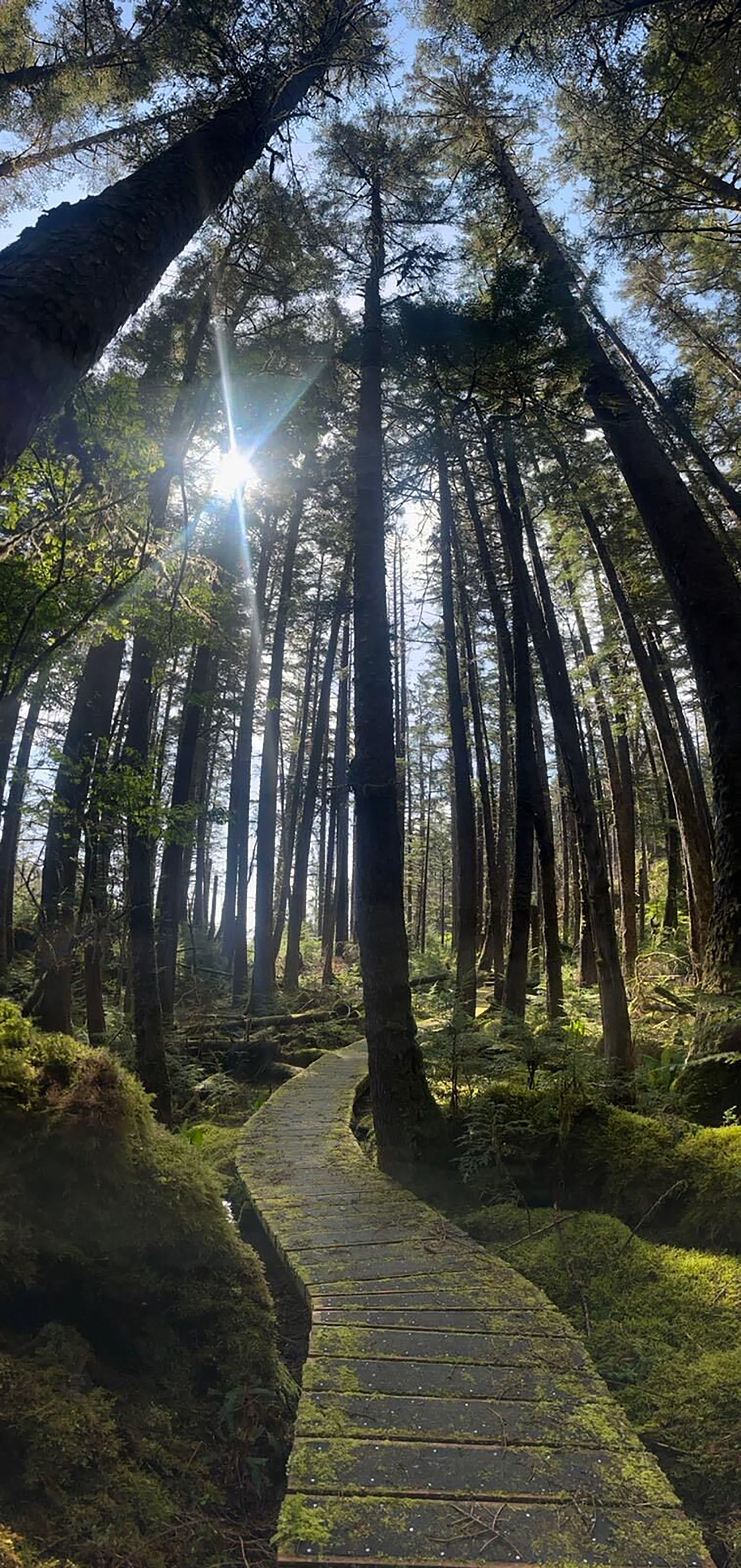 sunlight shining through trees in a forest