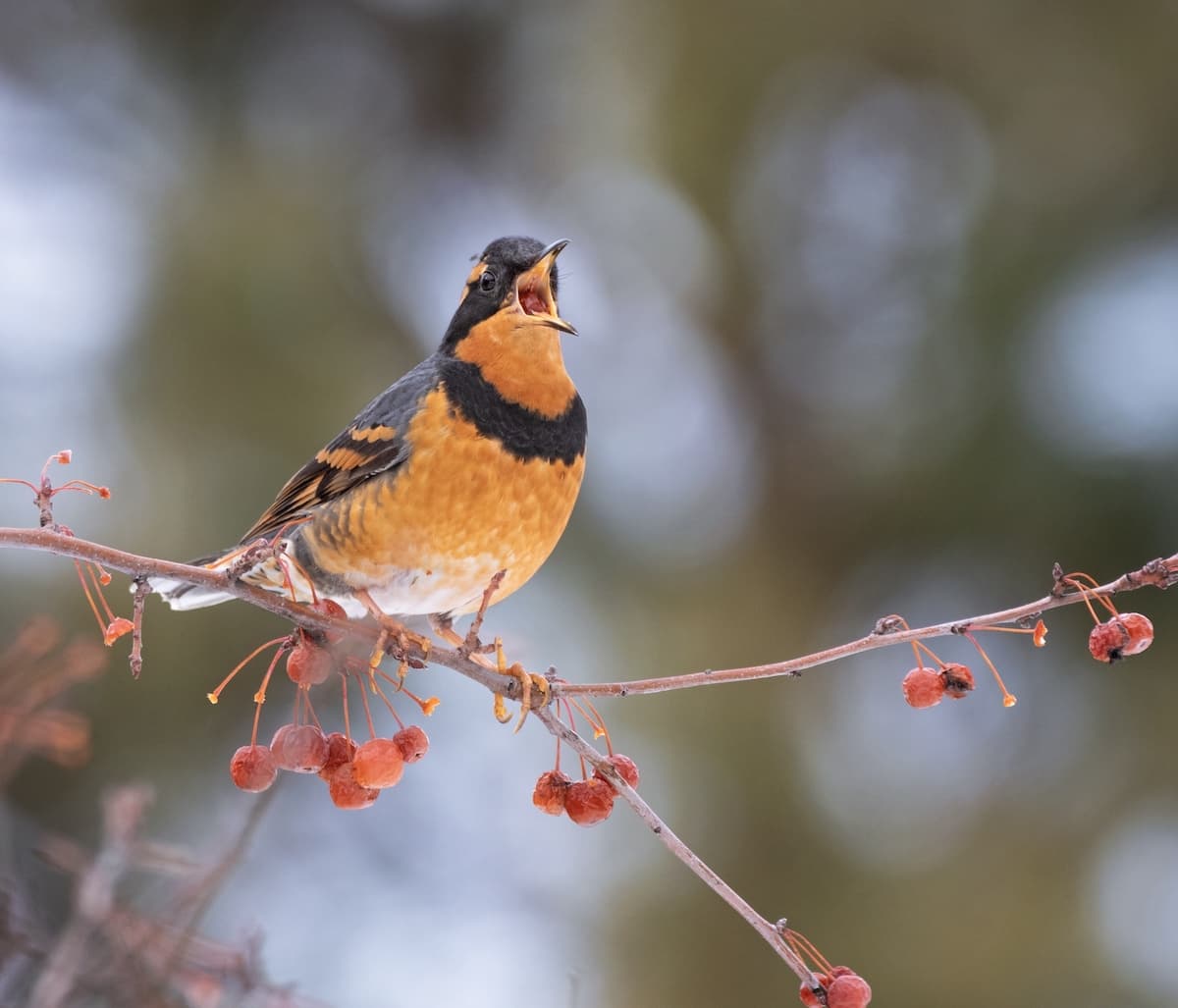 PNW Birds Varied Thrush.jpg