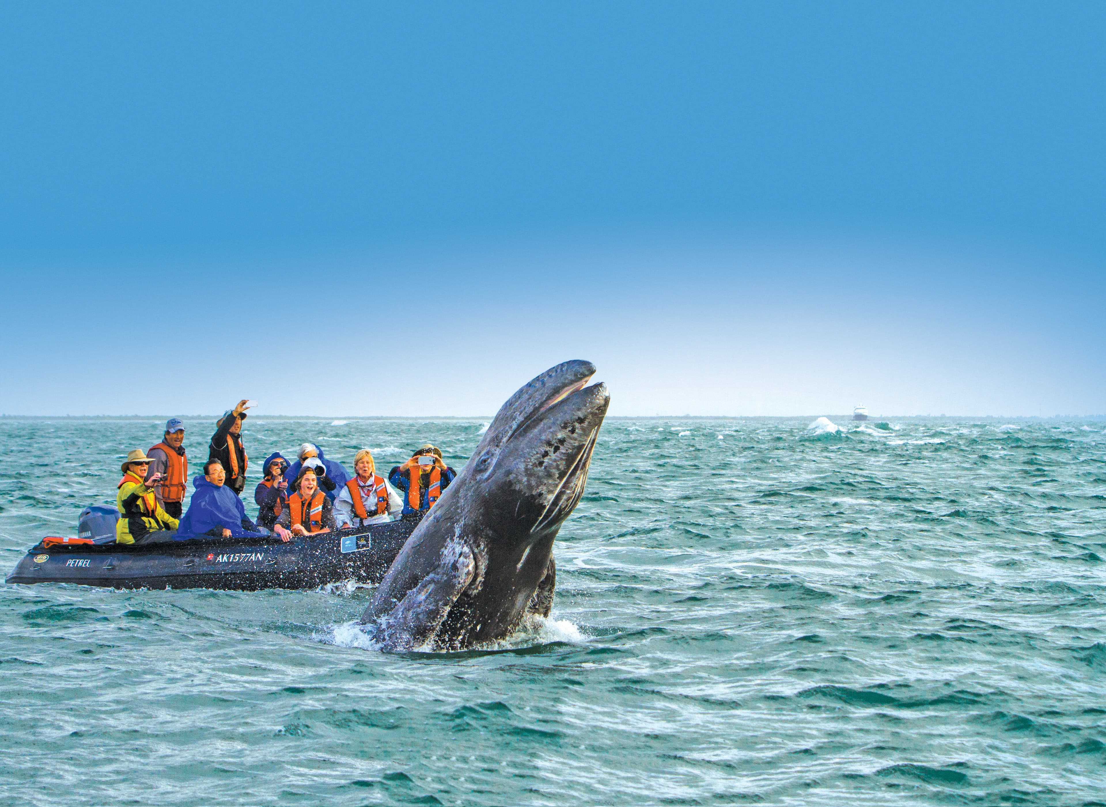 Large RGB-Lindblad Expeditions-Mexico Baja California BM738 (1).jpg