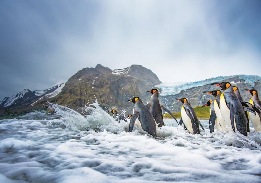 Medium RGB-LEX-South Georgia Penguins MS87723 (1).jpg