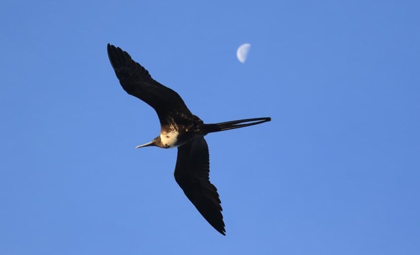 magnificent frigatebird