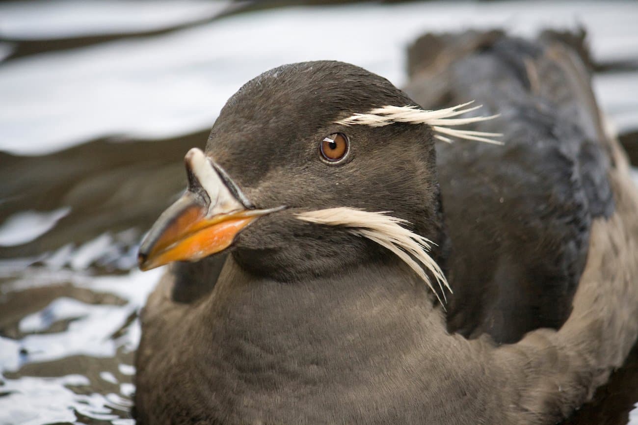 PNW Birds Rhinoceros Auklet.jpg
