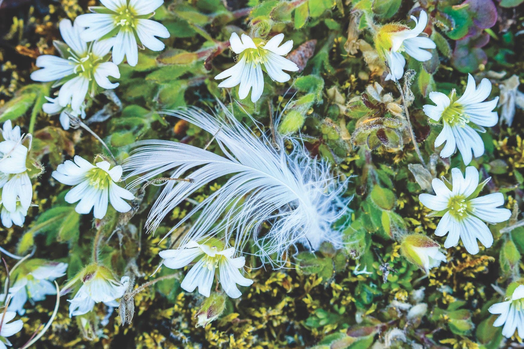 Hero Image Feather in the Arctic.jpg