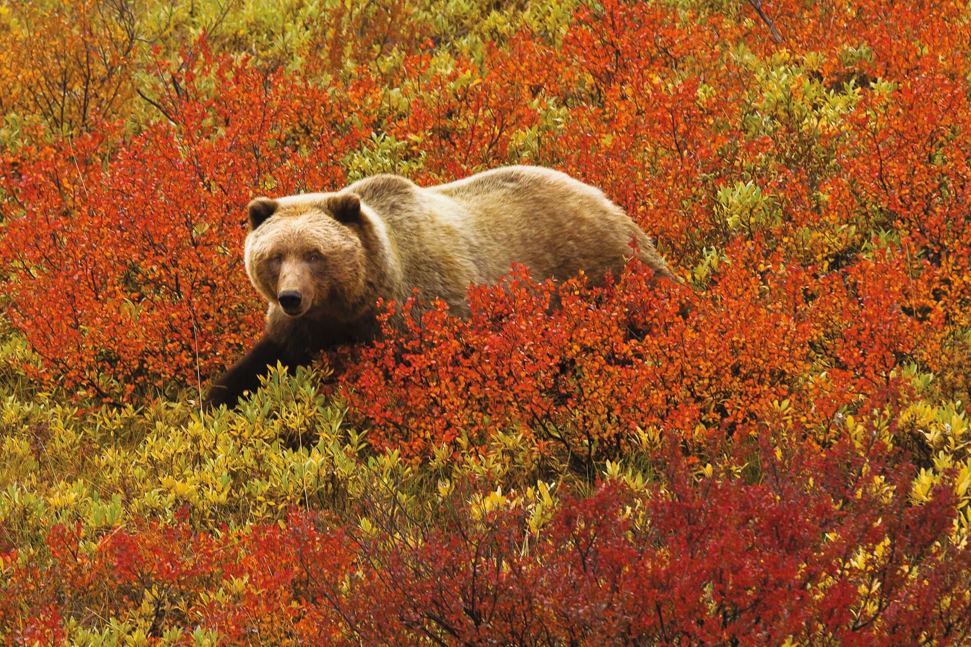 Hero Image Large RGB-LEX-Alaska AK313.jpg