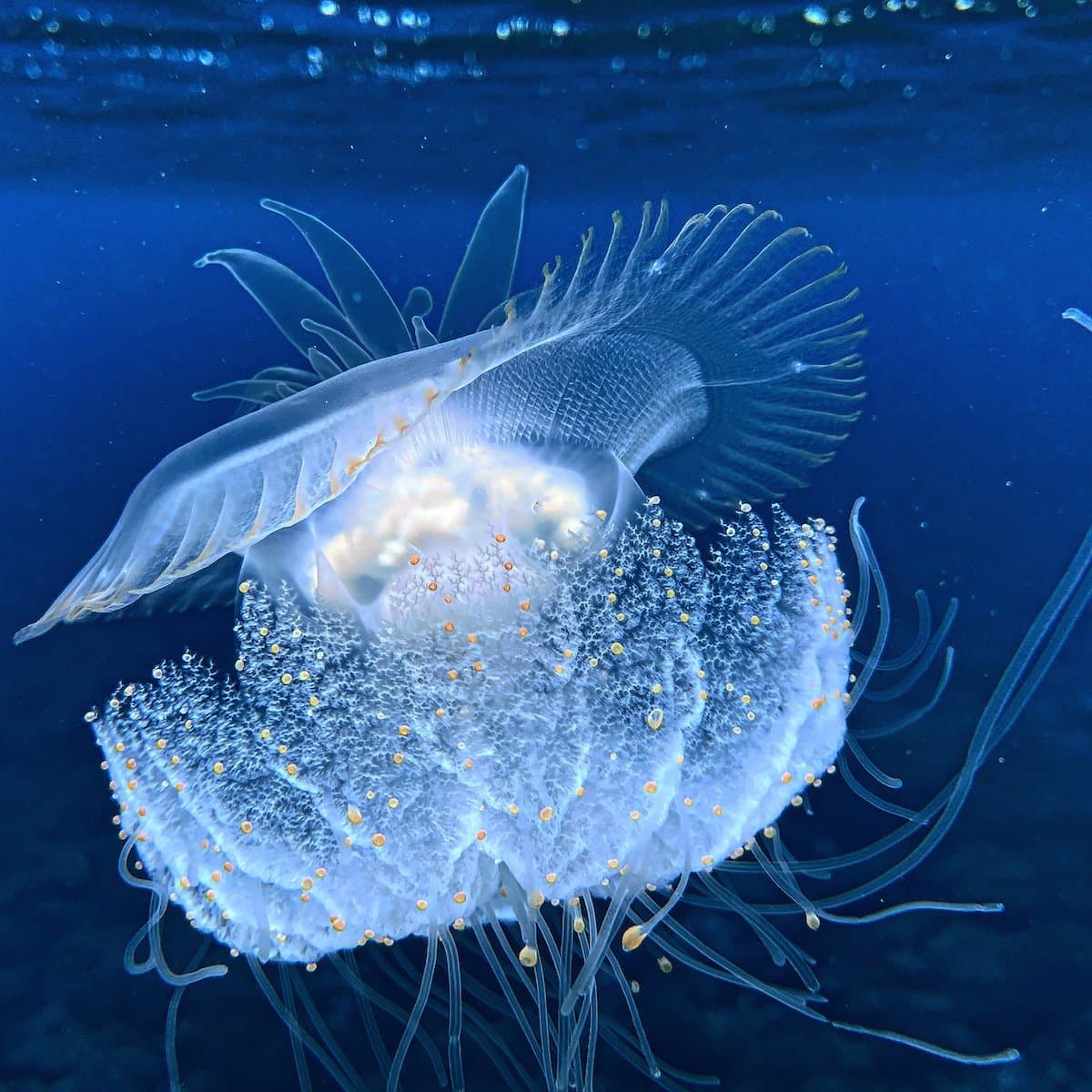 Spectacular Jelly Fish in Polynesia.jpg