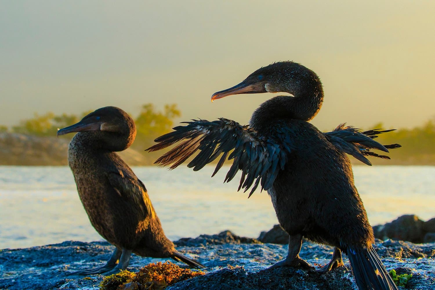 Large RGB-LEX-Ecuador Galapagos Islands GAL16-11413.jpg