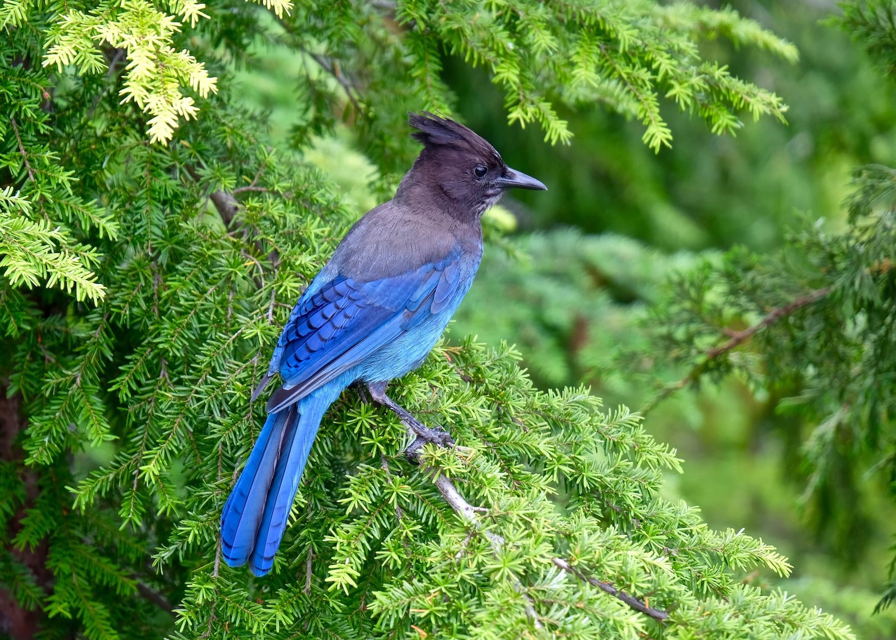 PNW Birds Stellers Jay.jpg
