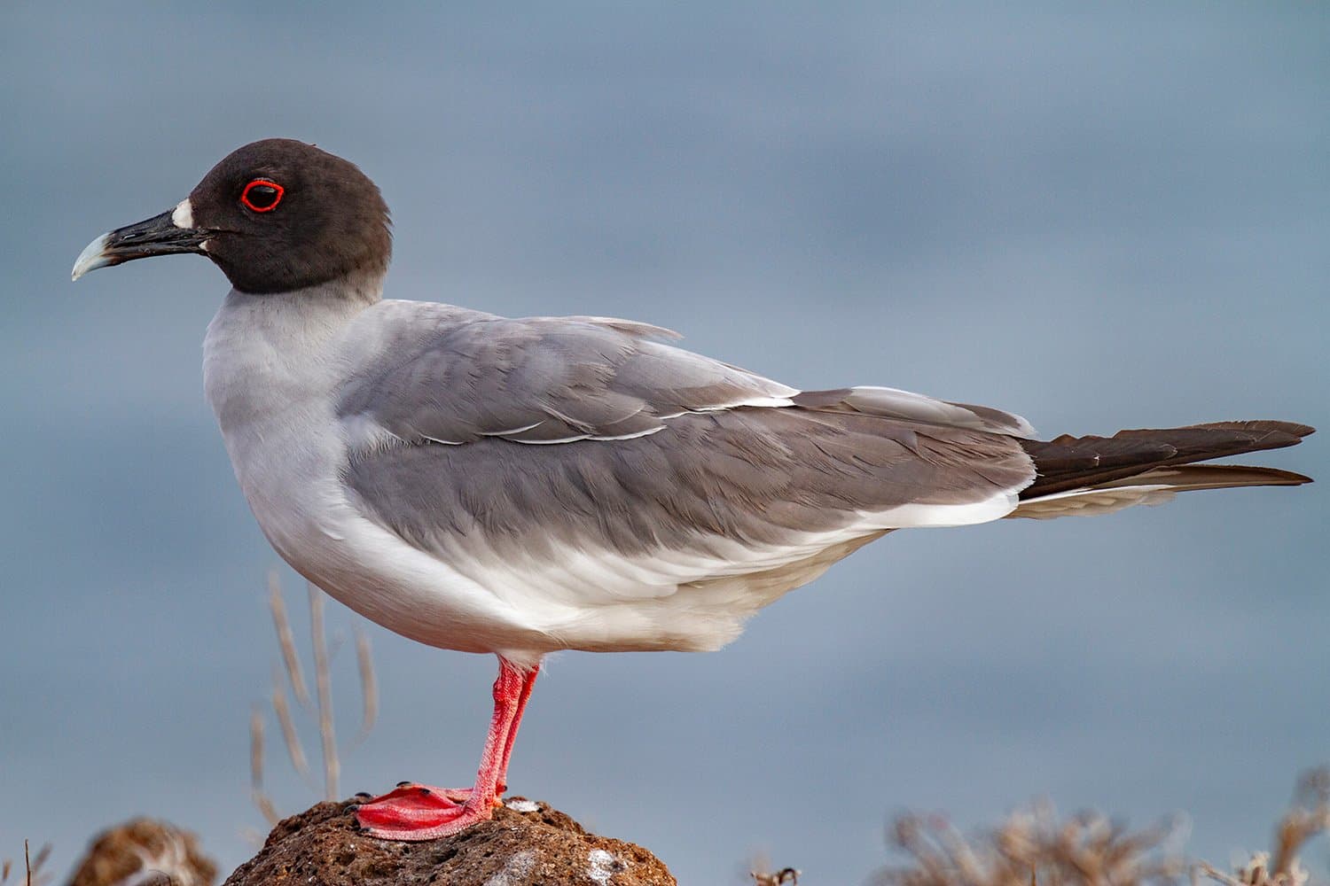 Large RGB-LEX-Ecuador Galapagos Islands Espanola Island MSN10-001.jpg