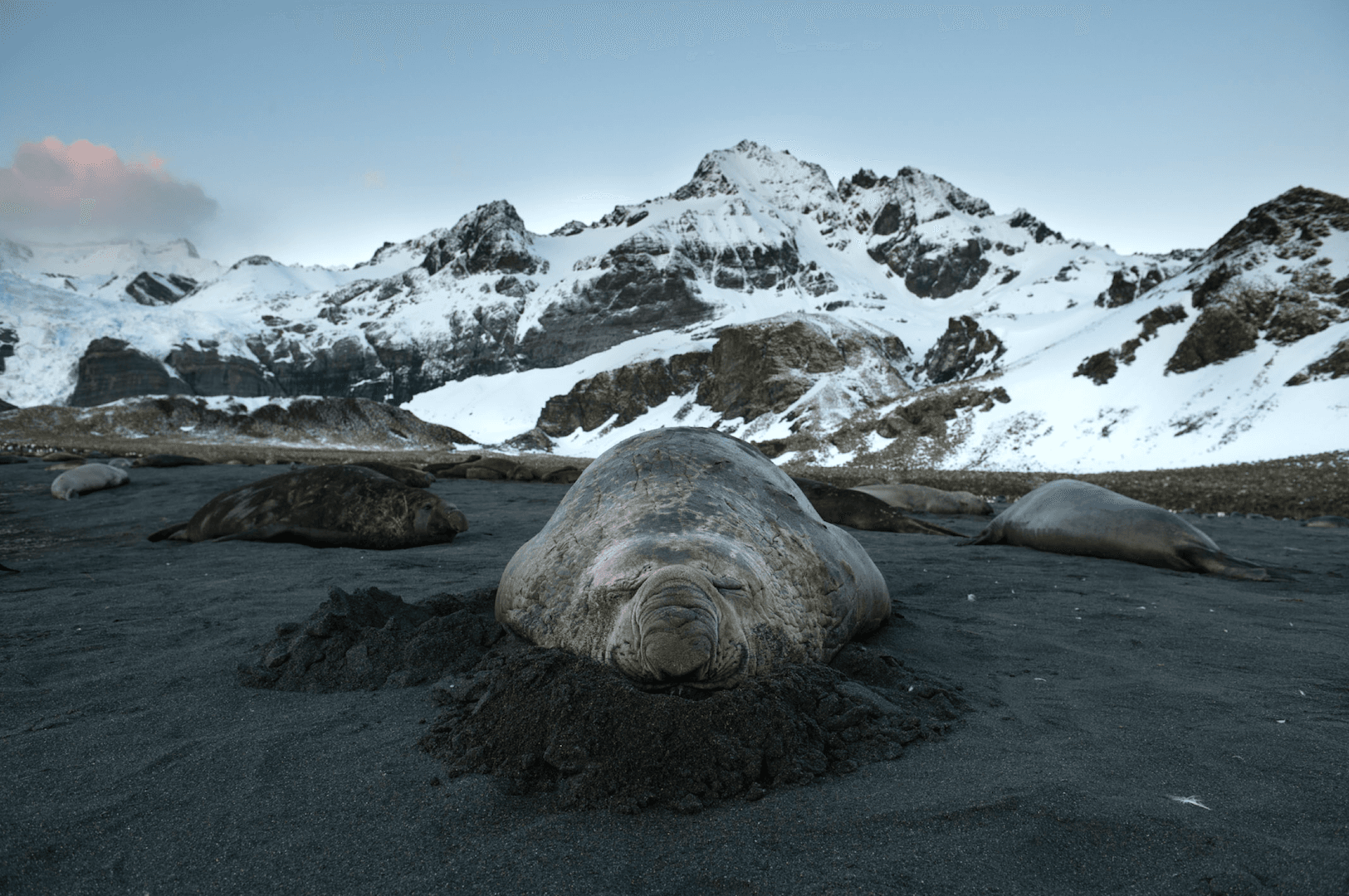 Hero Image elephant seal at Gold Harbor.png