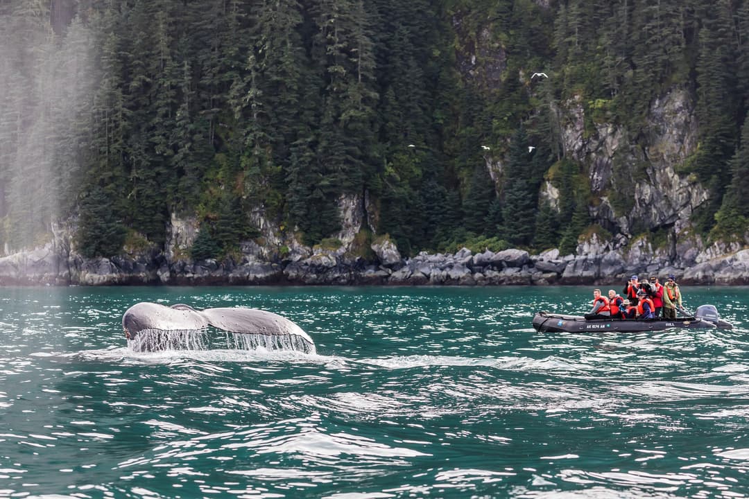 At Sea Among the Giants: The Best Destinations for Responsible Whale-Watching - Article