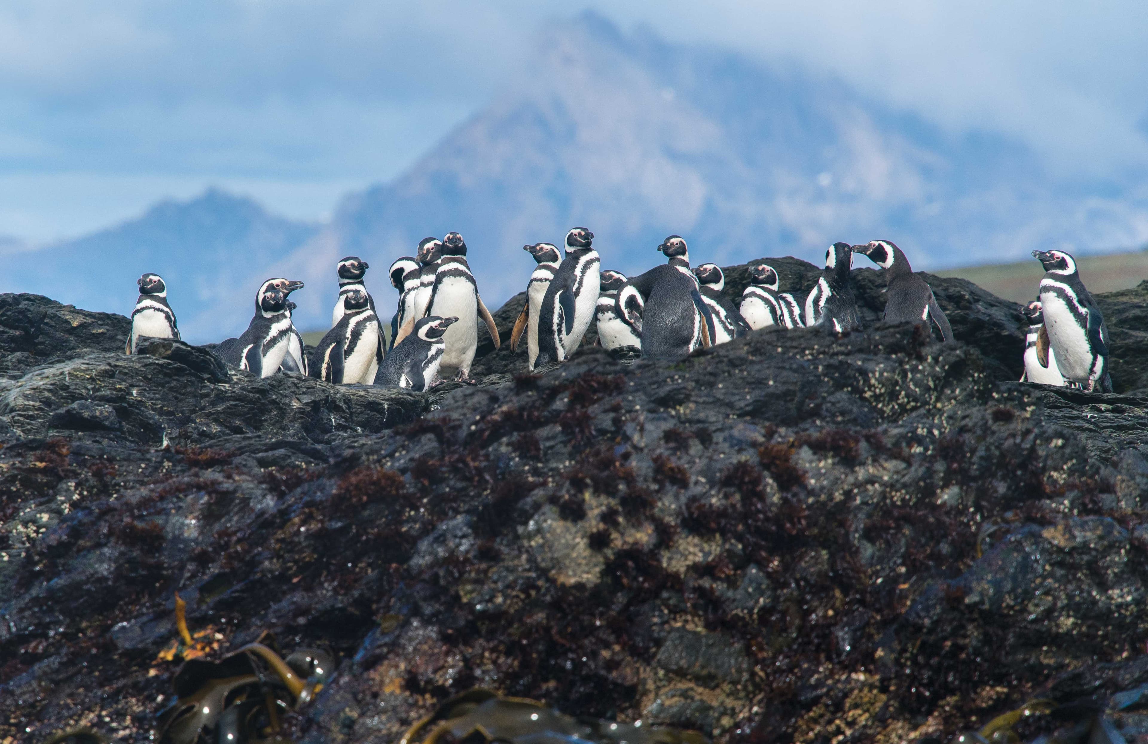 StatenIsland Penguins JM.jpg