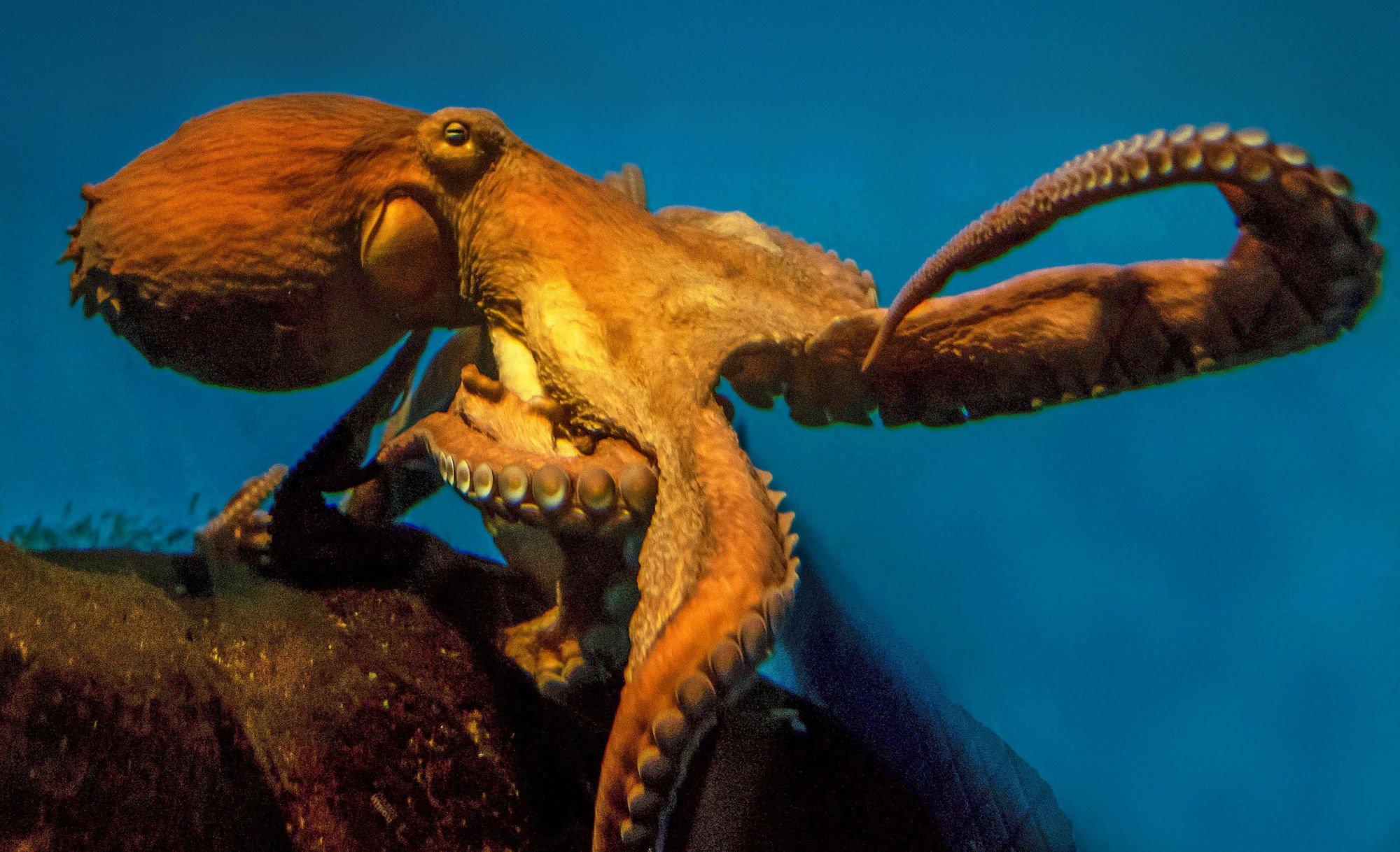 Amazing Facts About Alaska's Giant Pacific Octopus
