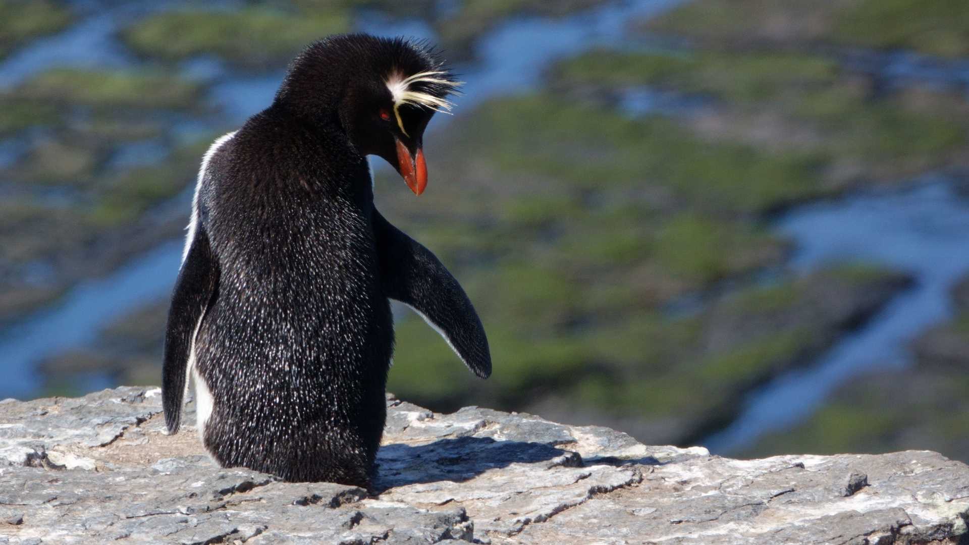 Falklands, Bleaker Island