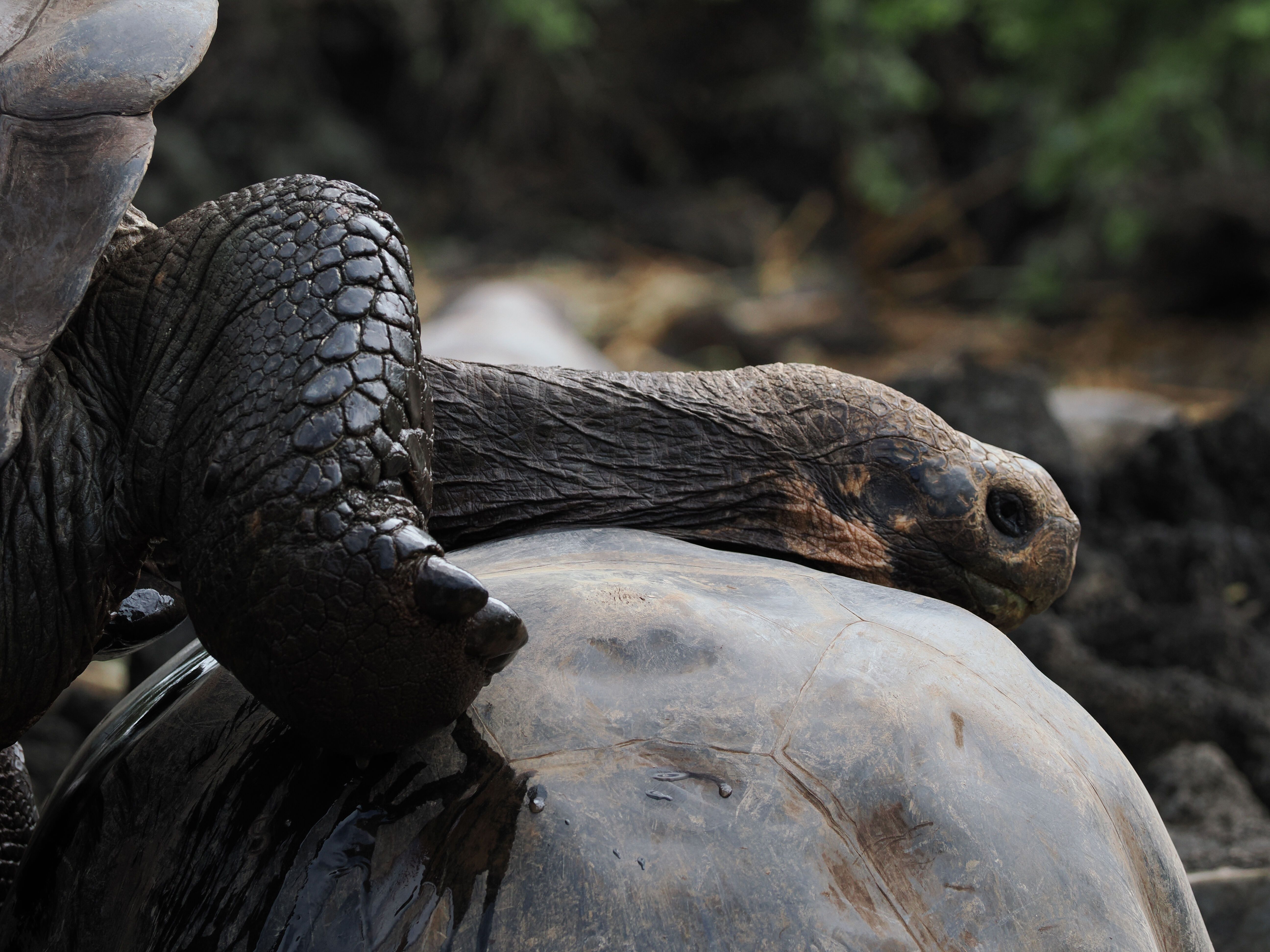 Santa Cruz Island: Charles Darwin Research Station, Trapiche, & Manzanillo Ranch | 6-28-2022 | National Geographic Endeavour II | Lindblad Expeditions Santa Cruz Island: Charles Darwin Research Station, Trapiche, & Manzanillo Ranch | 6-28-2022 | National Geographic Endeavour II | Lindblad Expeditions
