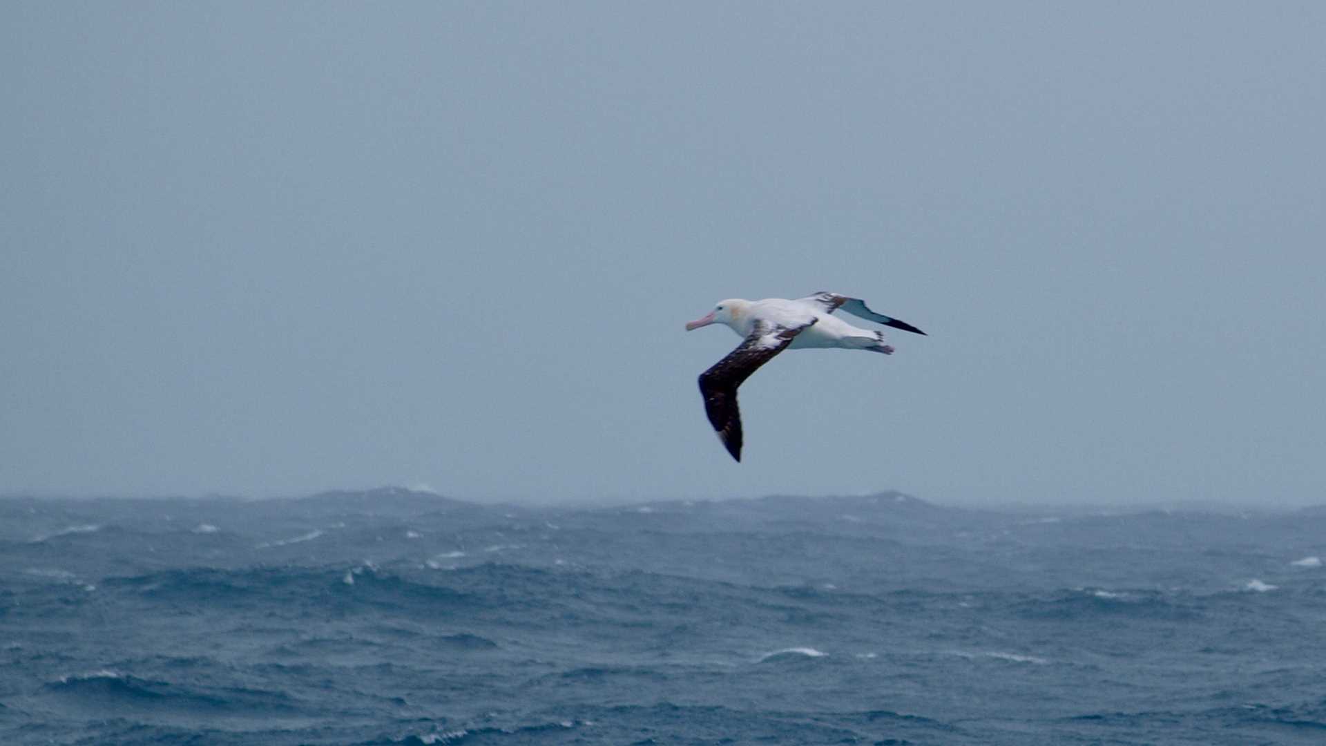 Departing the Southern Ocean