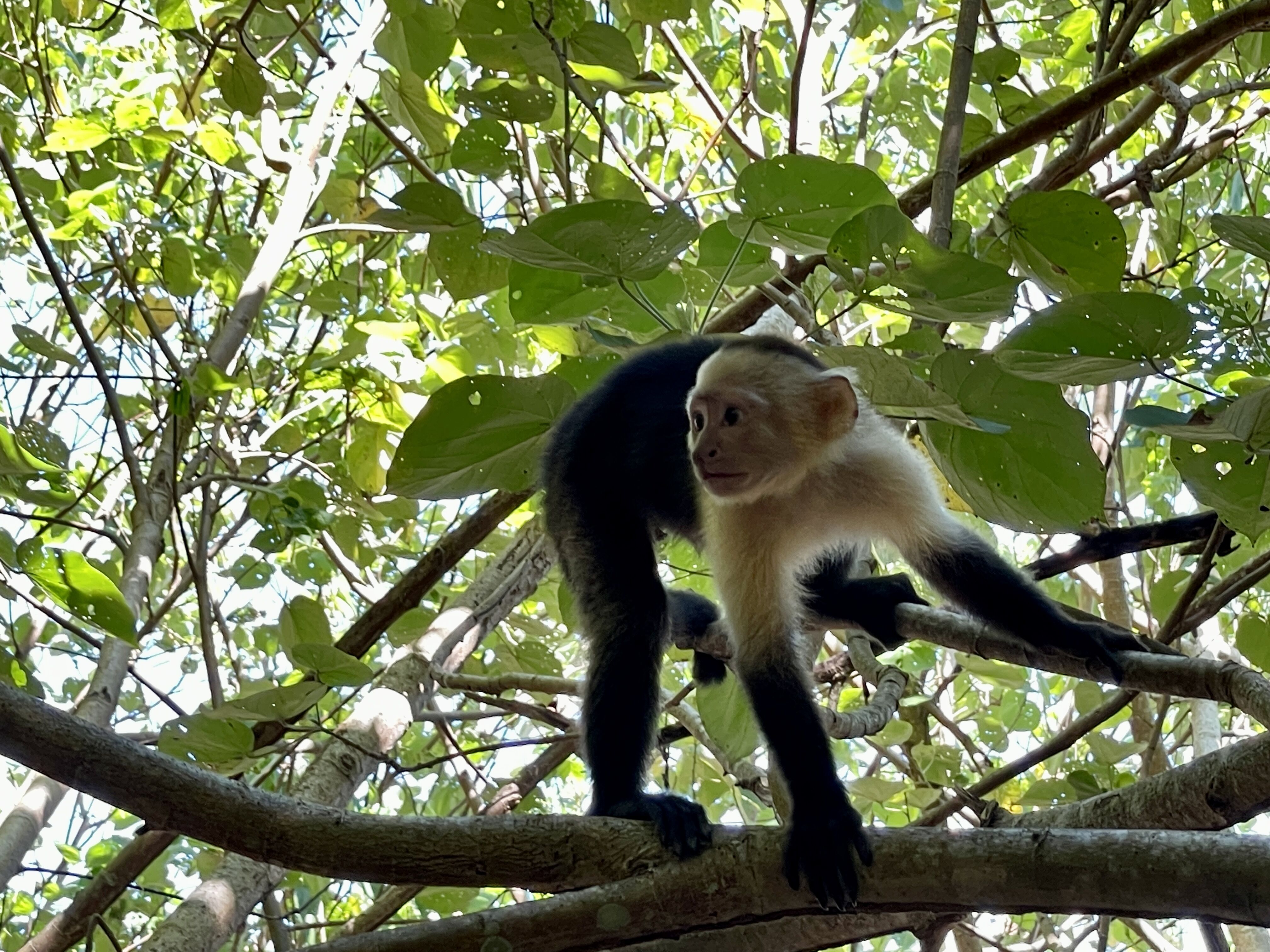 Guanacaste | 12-5-2022 | National Geographic Quest | Lindblad Expeditions Guanacaste | 12-5-2022 | National Geographic Quest | Lindblad Expeditions