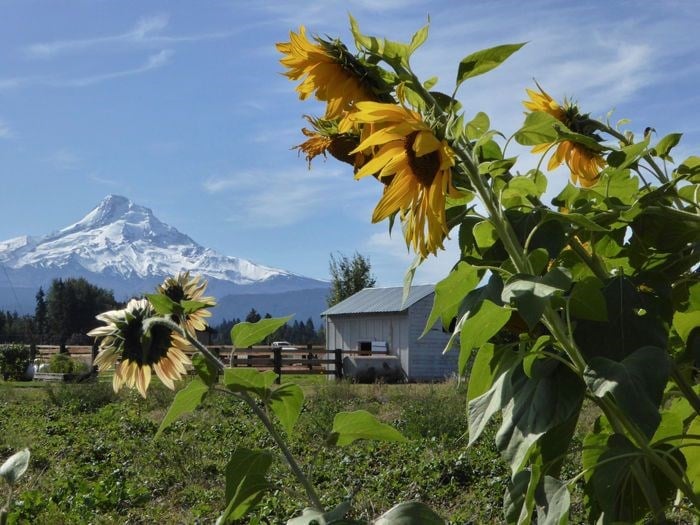 Hood River Sunflower Farm Best Flower Site