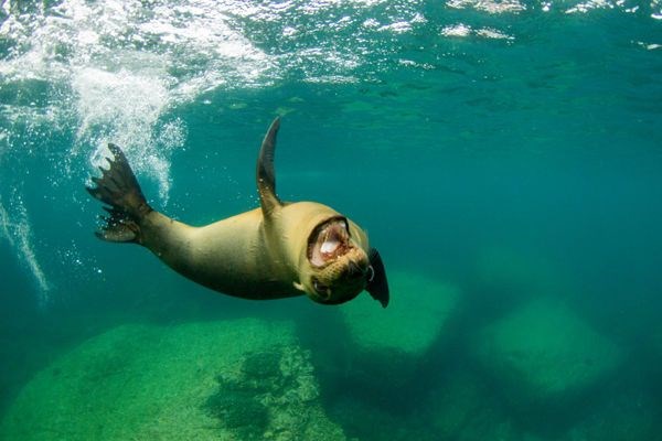 Los Islotes And Isla San Francisco Lindblad Expeditions
