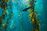Expedition Spotlight The Kelp Forests Of The Channel Islands 
