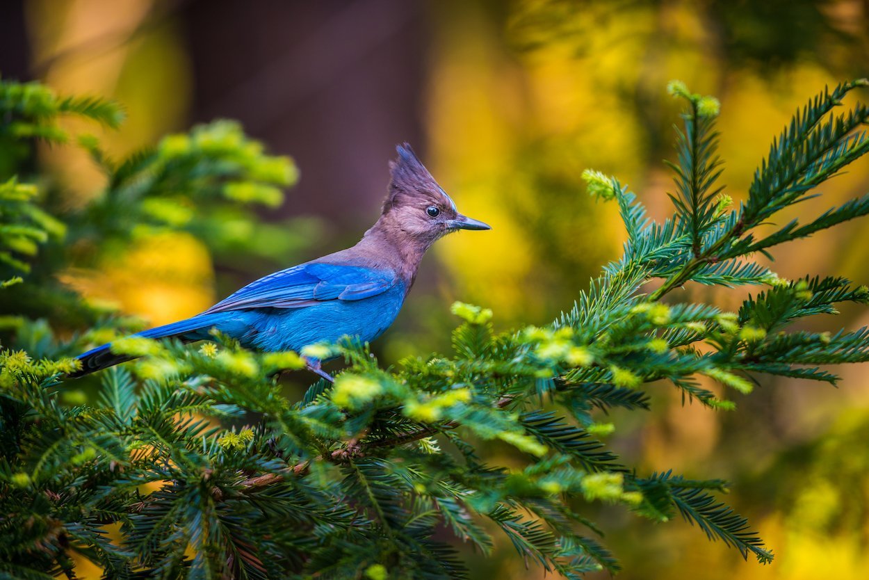 pacific northwest birds pacific northwest birds