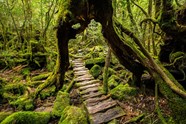 The Ancient Forest On Japan s Yakushima Island