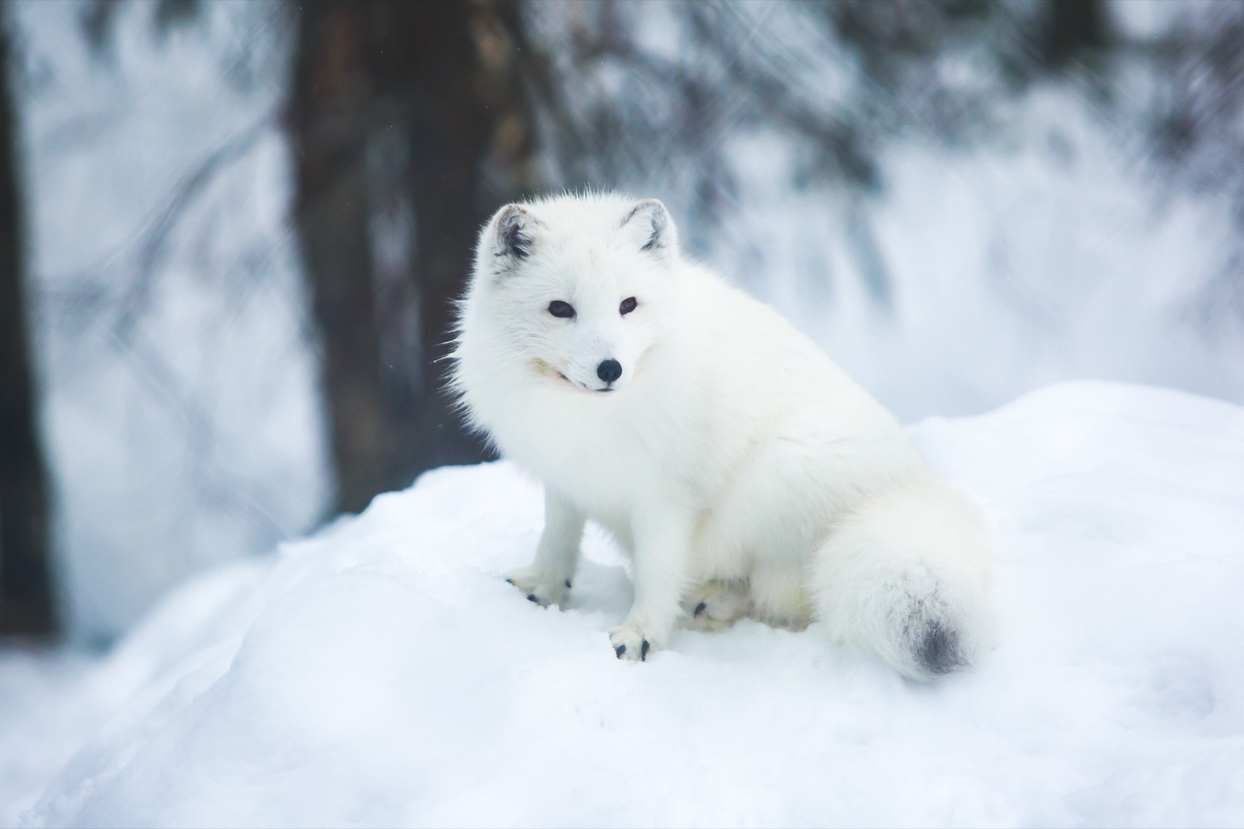 Wild Personalities: Arctic Fox | Lindblad Expeditions