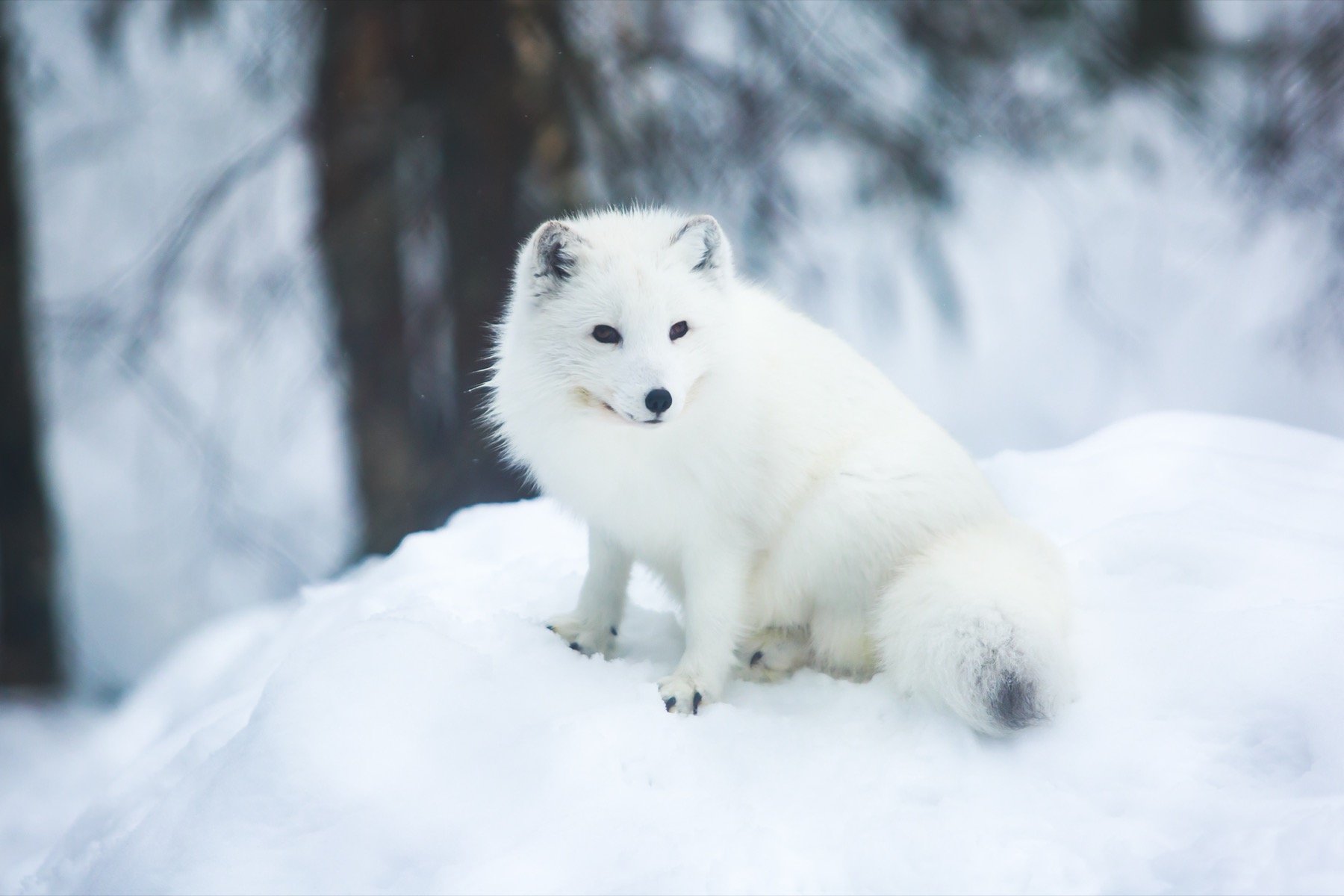 Arctic Fox