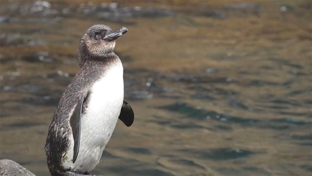 Video: Meet the Galápagos Penguin | Lindblad Expeditions