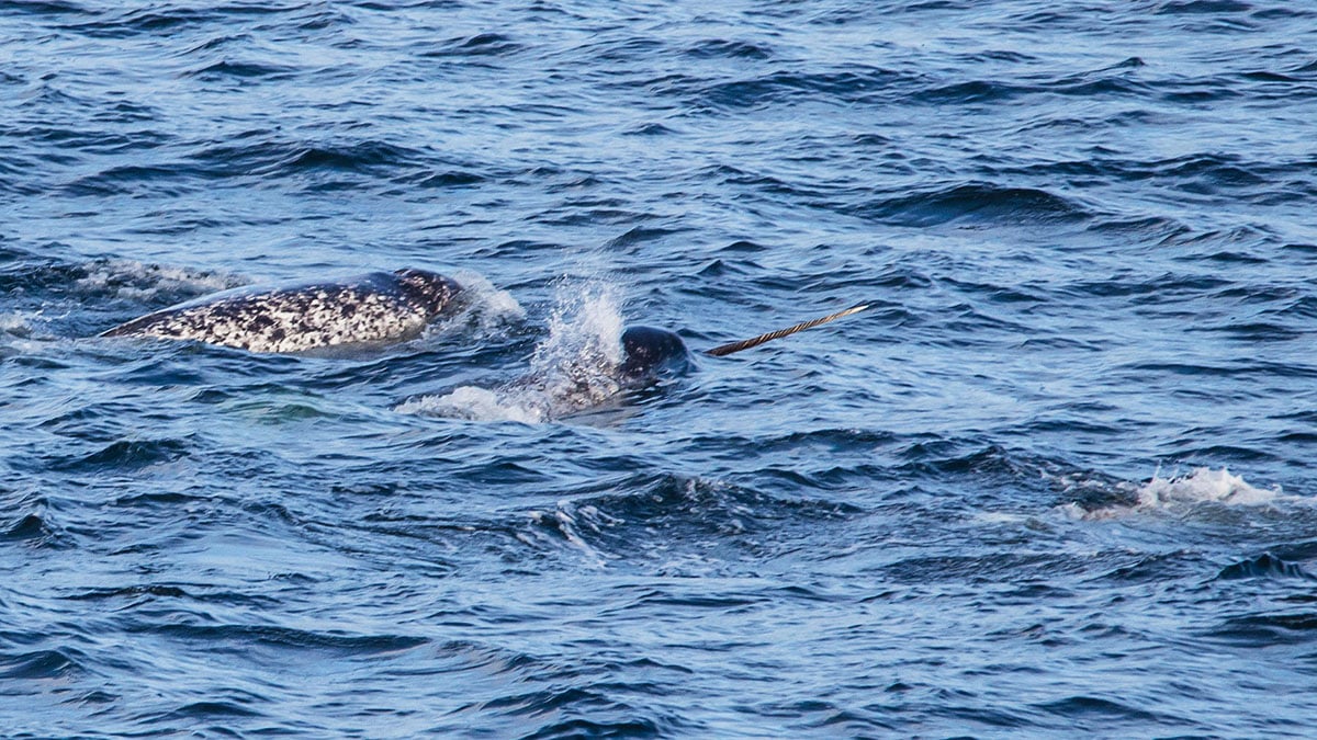 A Rare Encounter with A Pod of Narwhal Lindblad Expeditions