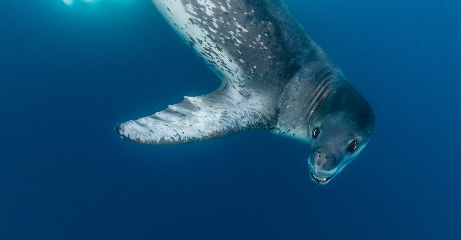Wild Personalities: Leopard Seal | Lindblad Expeditions
