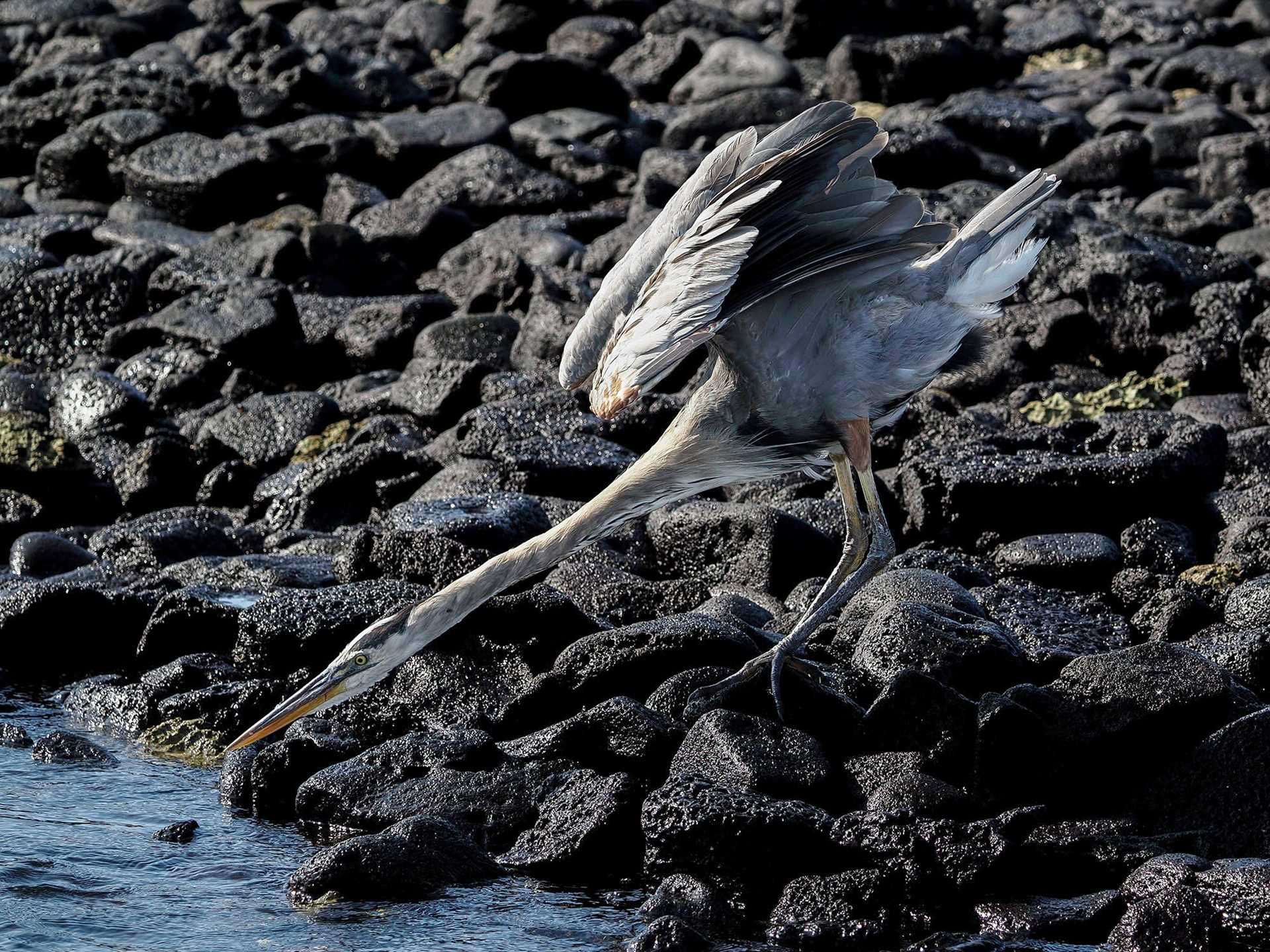 great blue heron