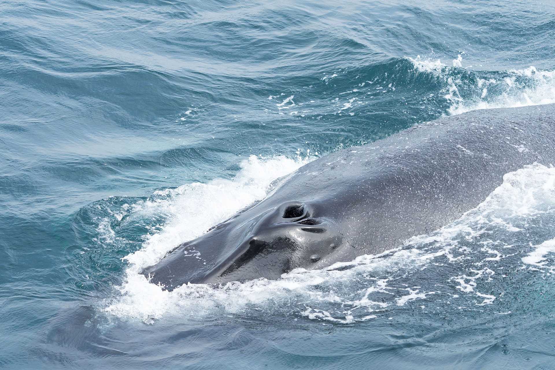 humpback whale surfacing