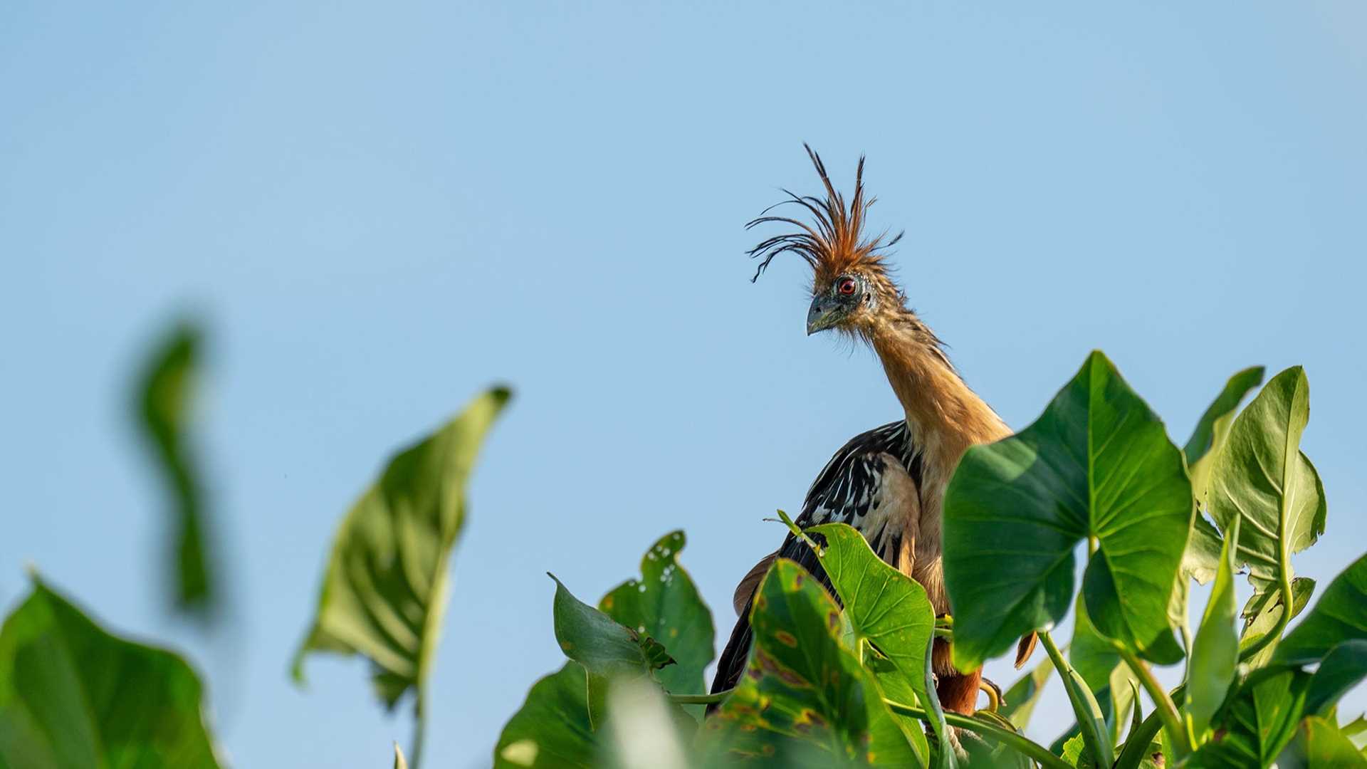 bird with feathery crown