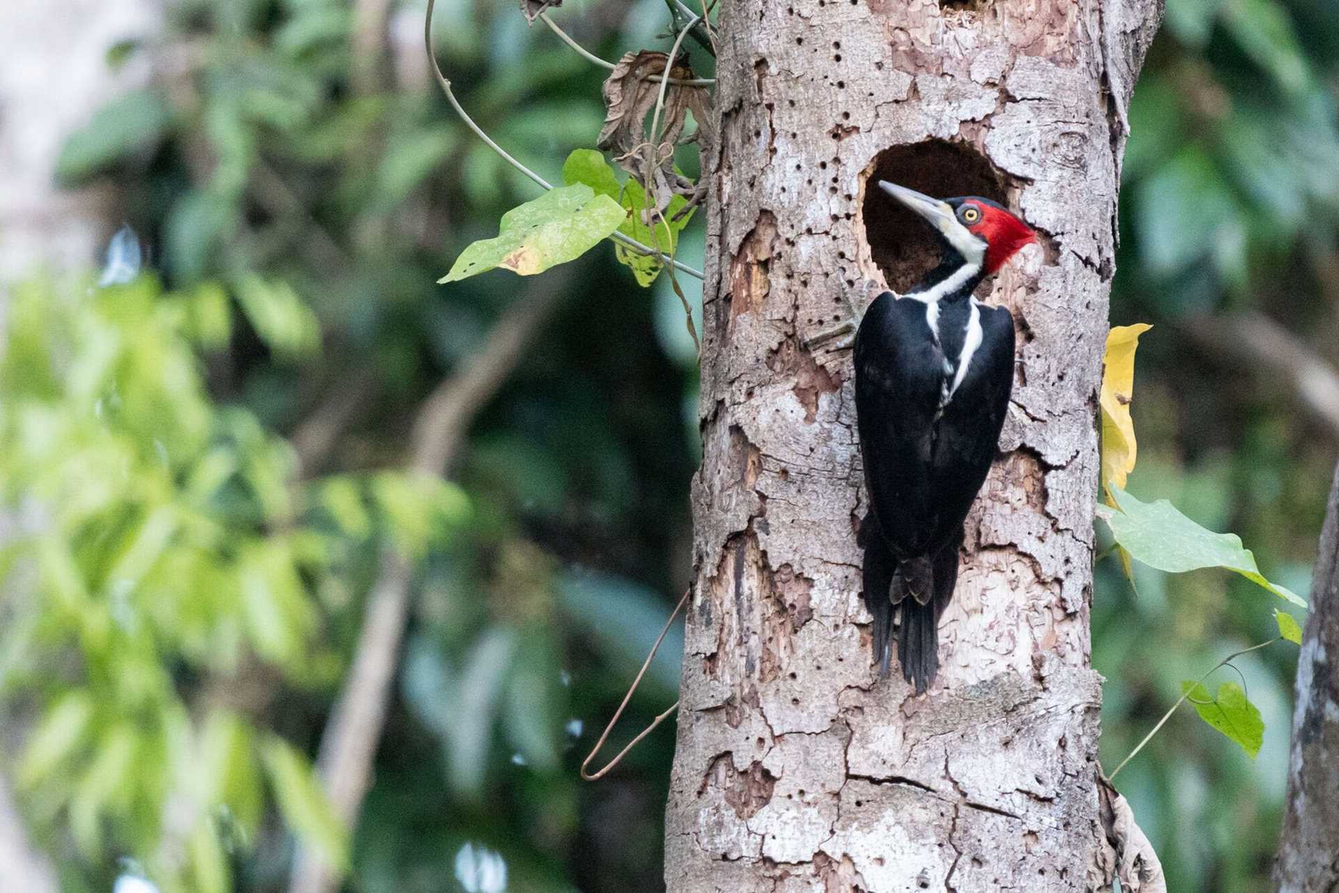 crimson-crested woodpecker