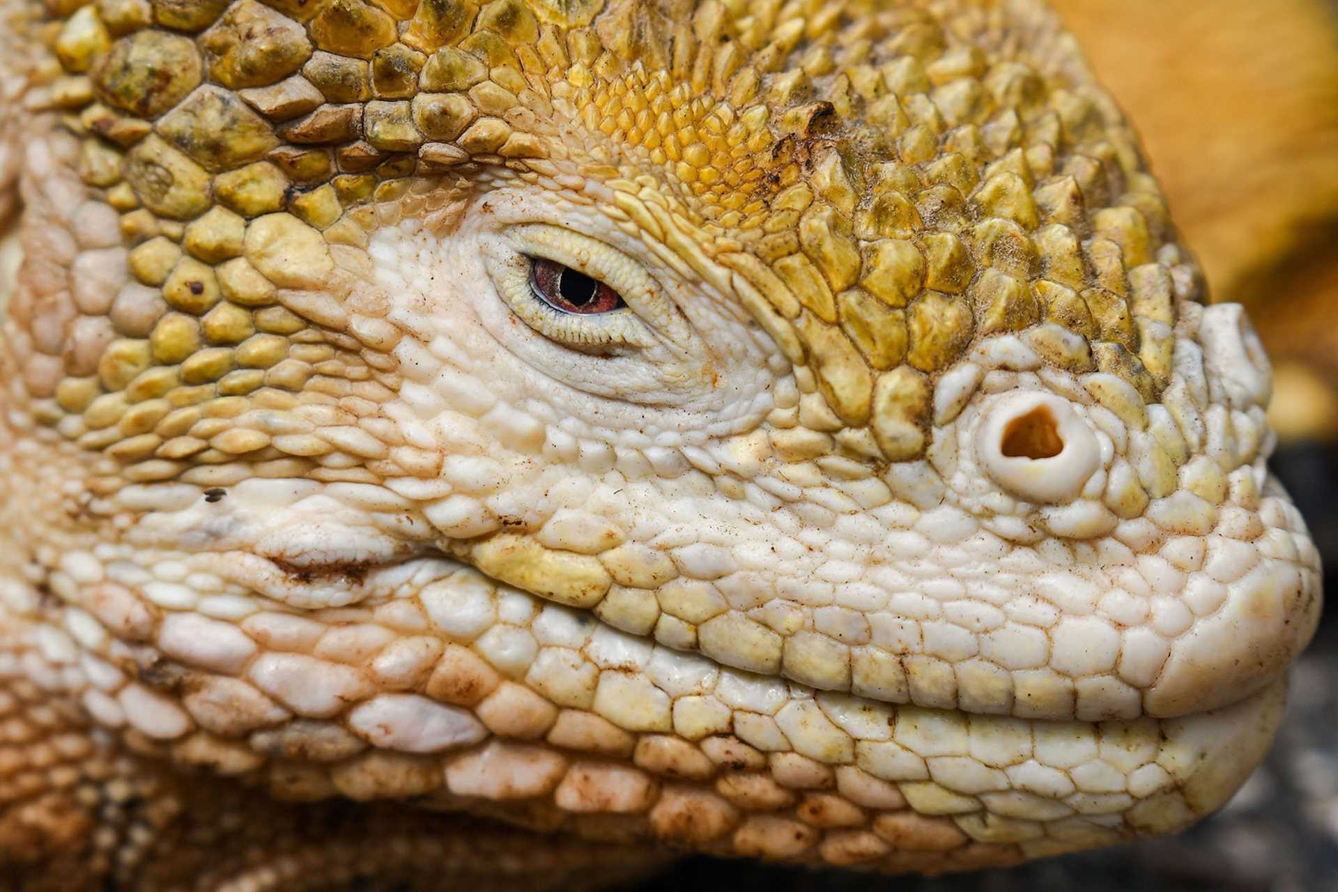 yellow land iguana face