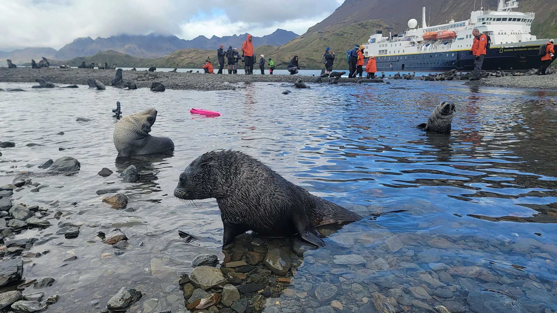 fur seal pup with National Geographic Explorer in the background