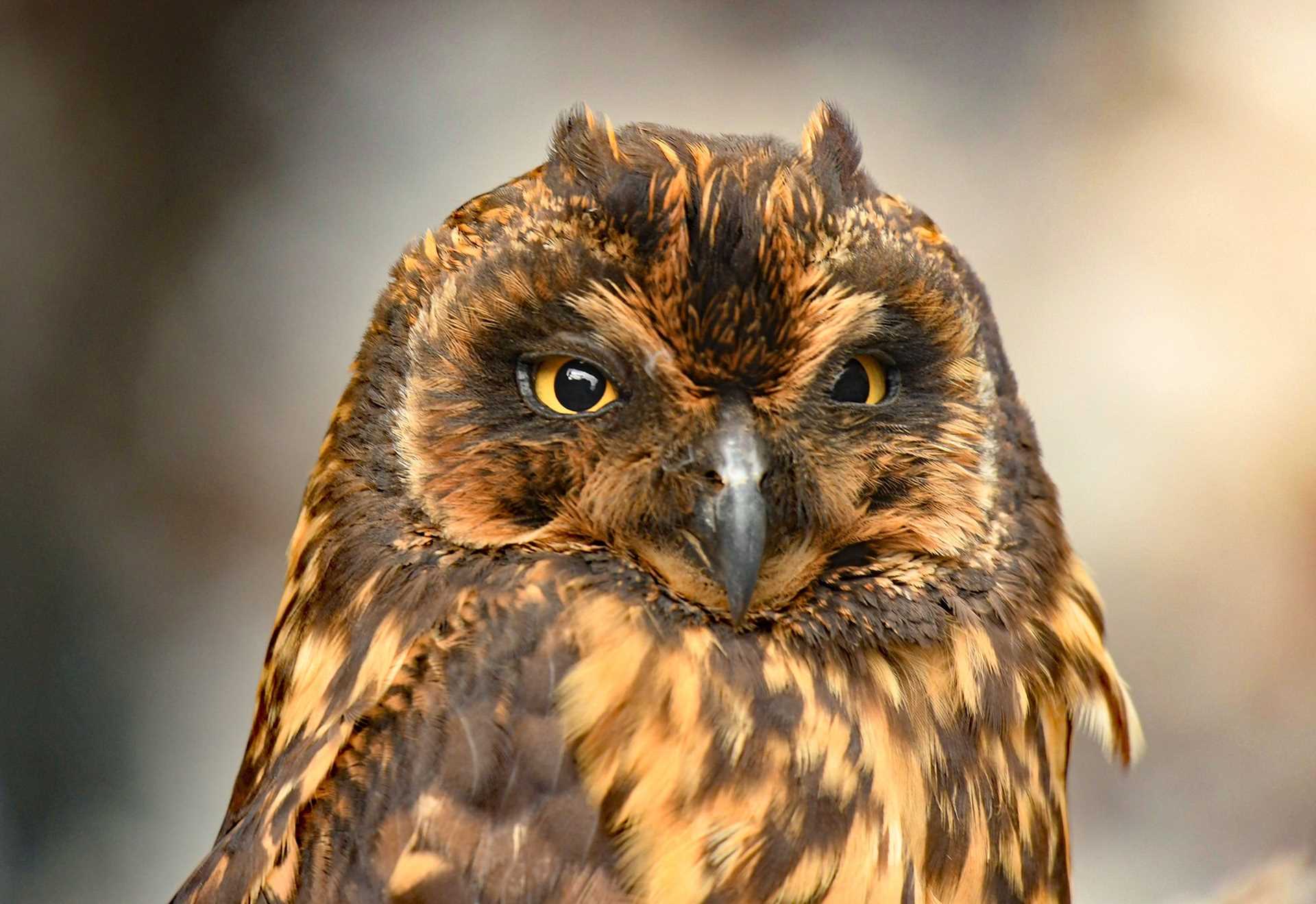 Galapagos short-eared owl