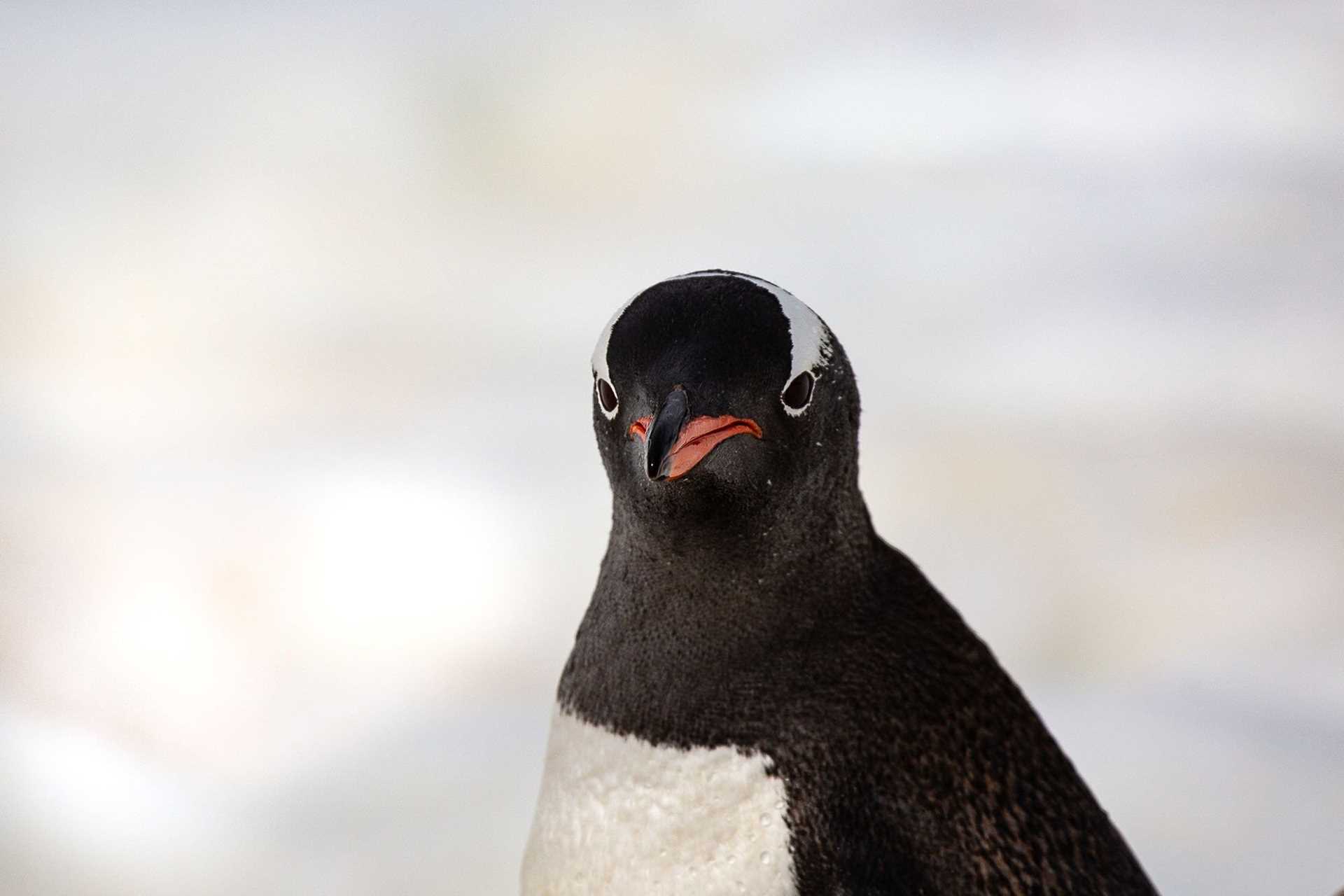 frowning penguin