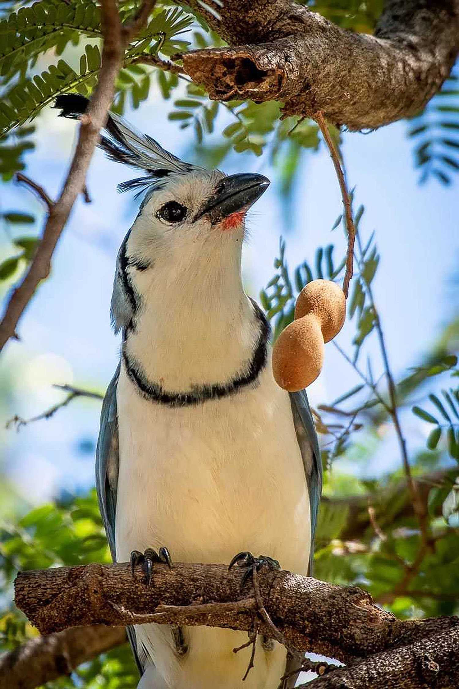 white throated magpie jay