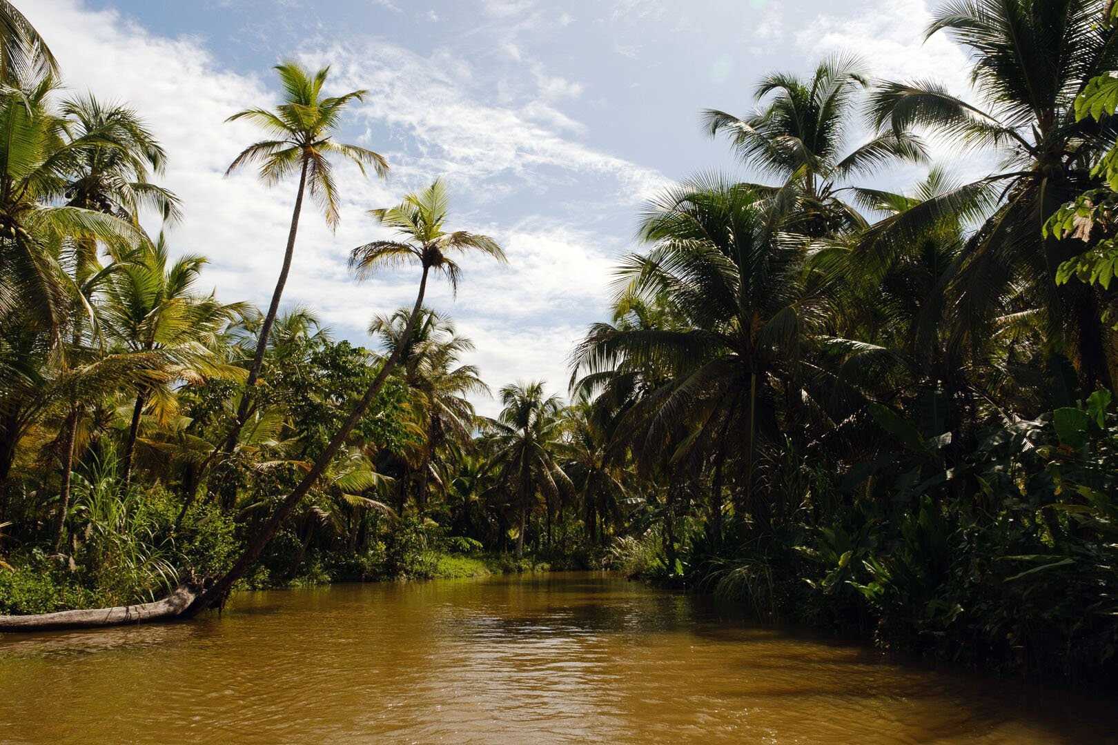 water and palm trees