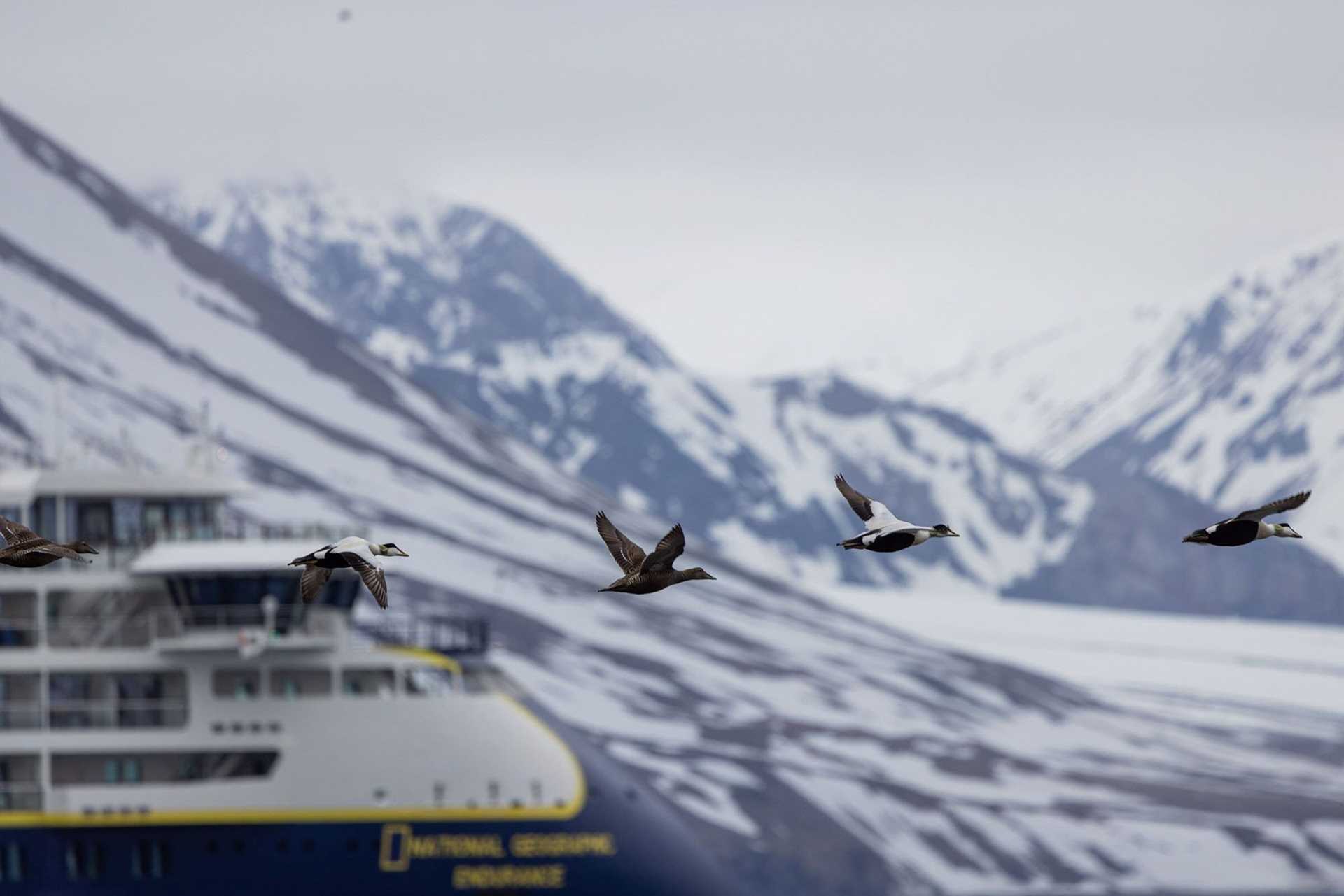 eiders in flight with ship in background
